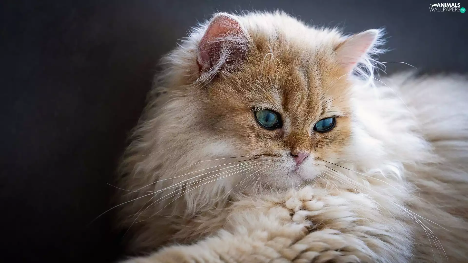 Eyes, British Long-haired Cat, green ones