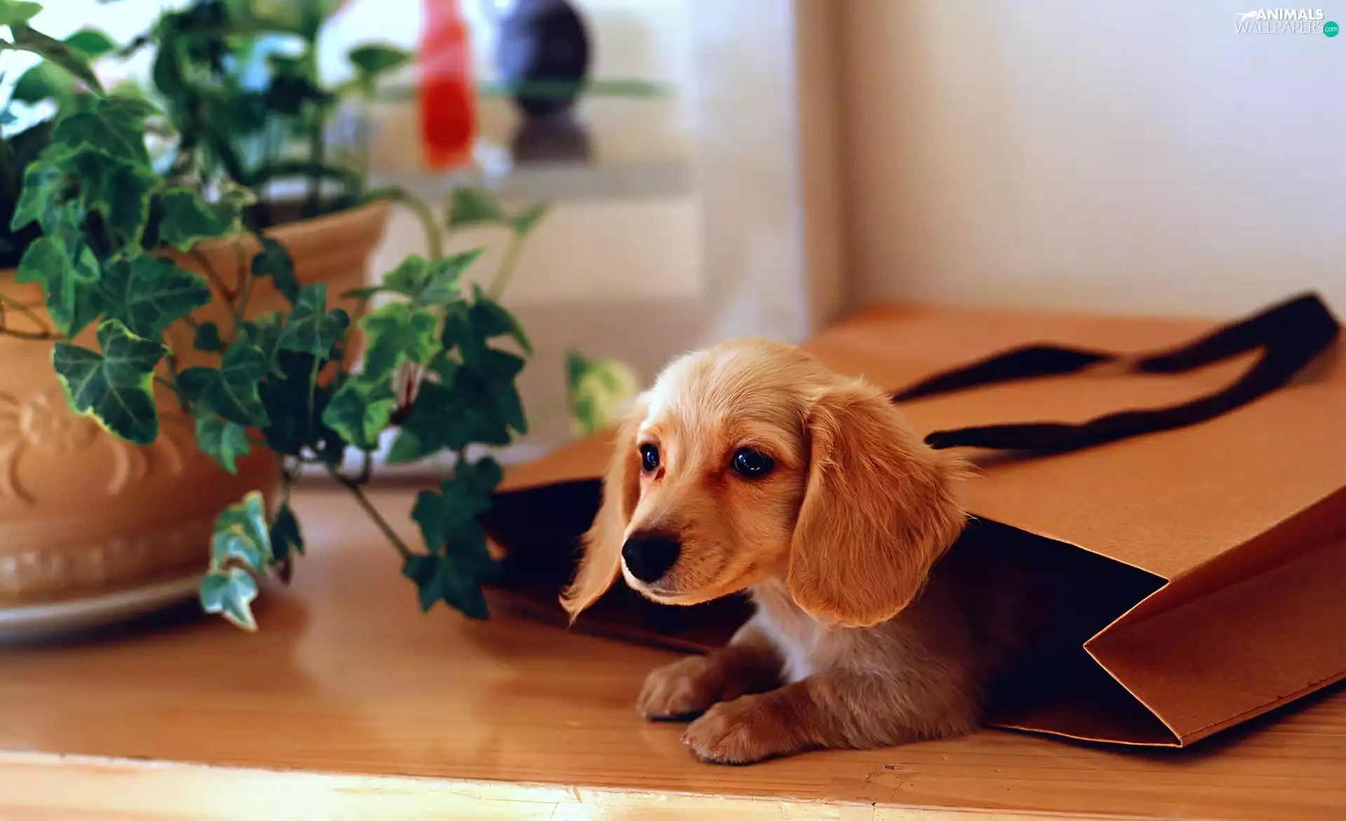 Puppy, bag, long-haired Dachshund, paper