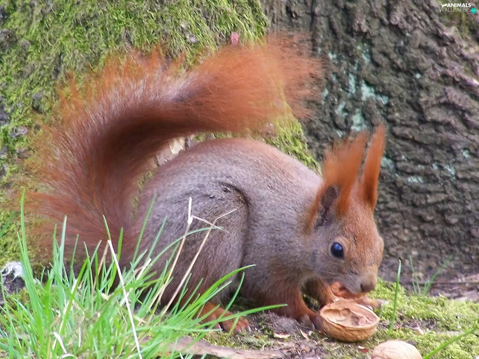 squirrel, nut, plants, Hairs