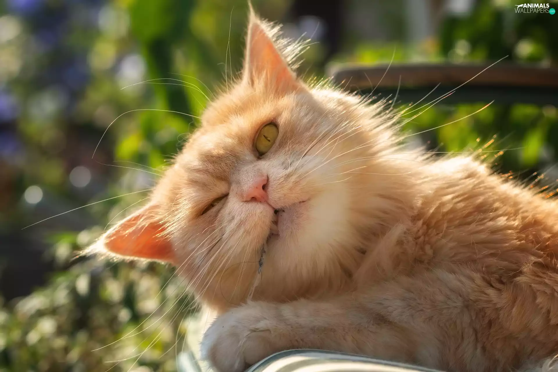 ginger, half-closed, eye, cat