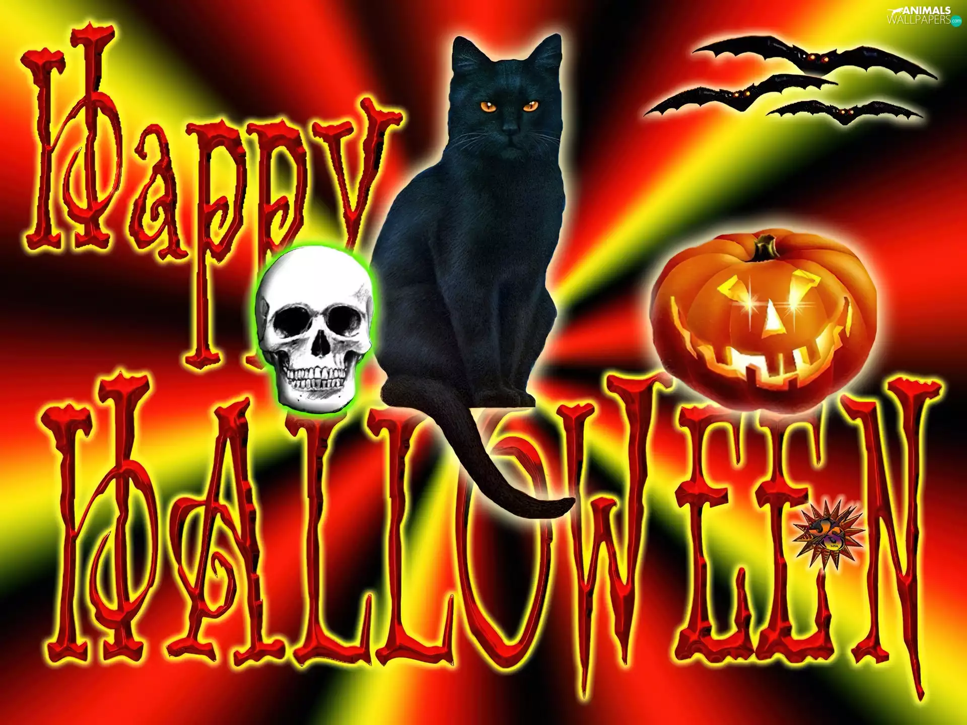 halloween, Black Cat