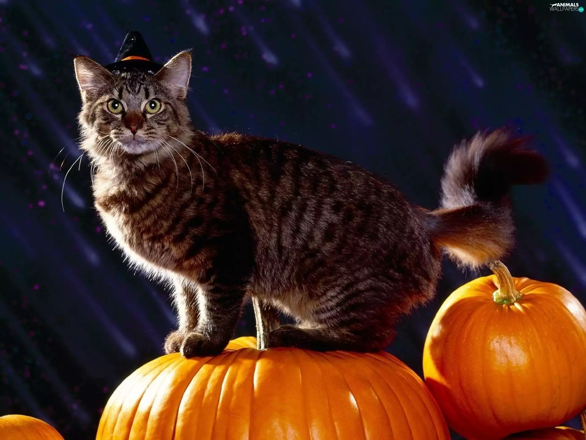 halloween, cat, pumpkin