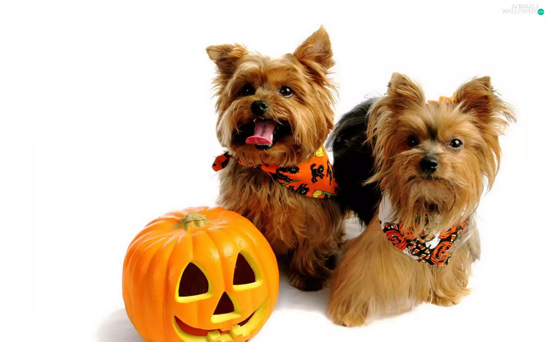 Two cars, pumpkin, halloween, Yorkshire Terriery
