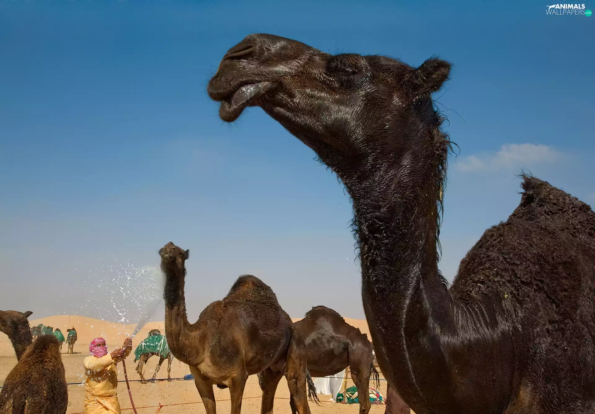 halt, Camels, Desert