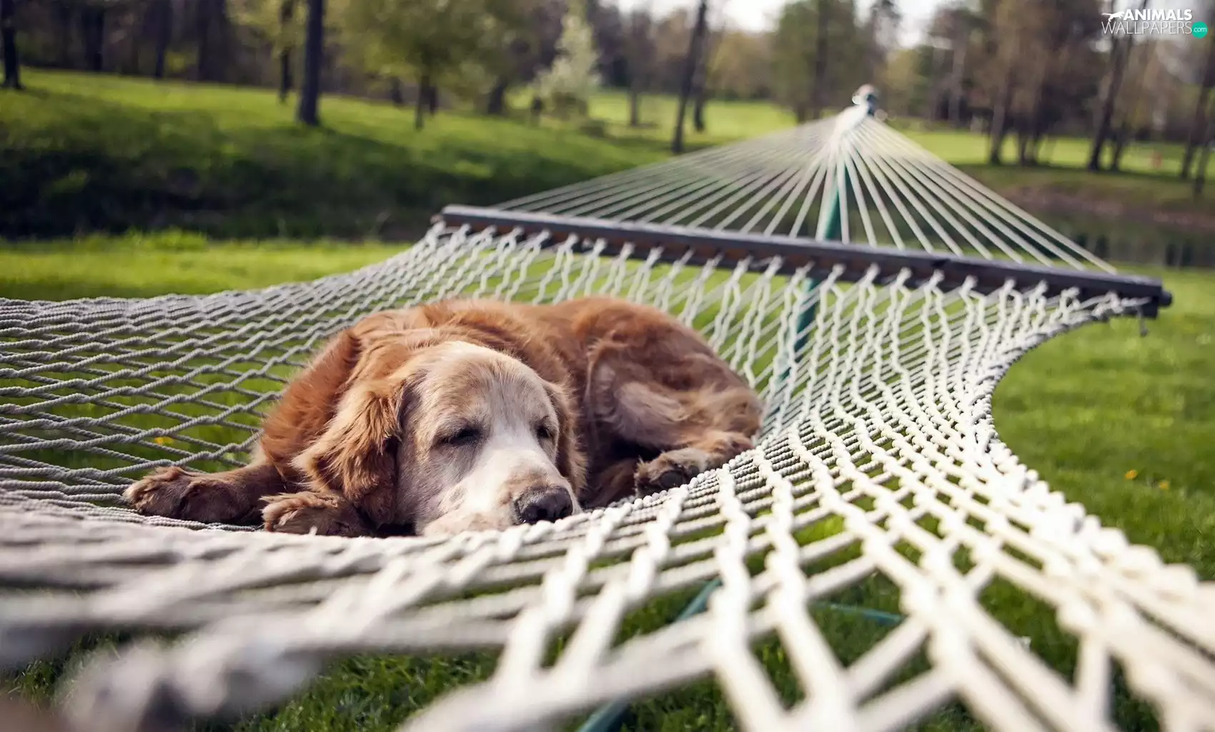 lazy, Hammock, resting, Cocer Spaniel