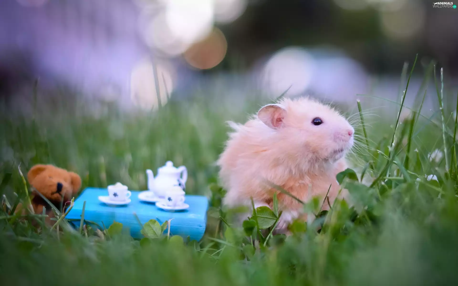hamster, grass