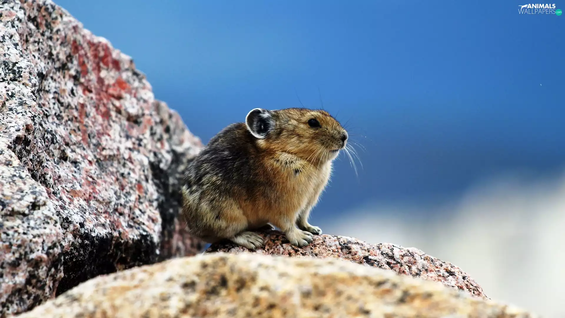 hamster, Rocks