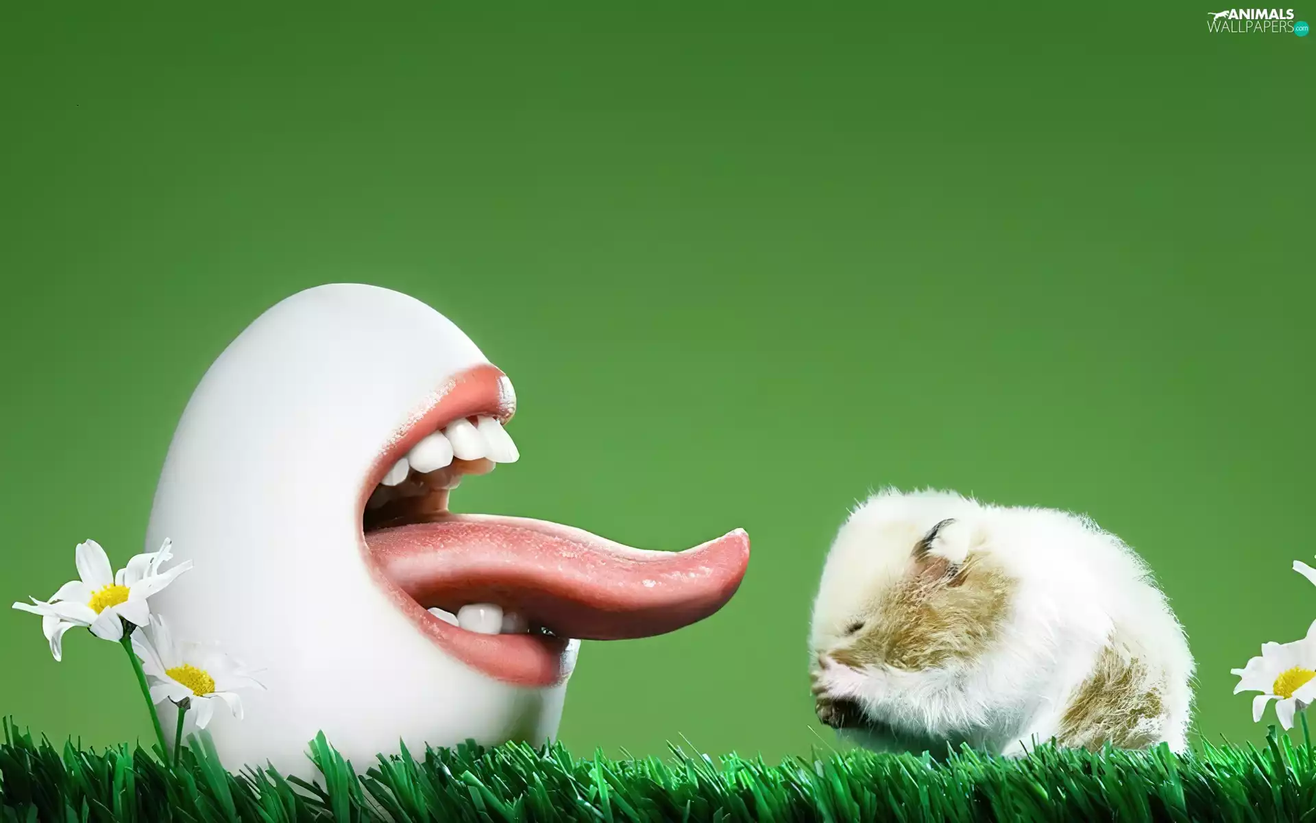hamster, egg, Tounge