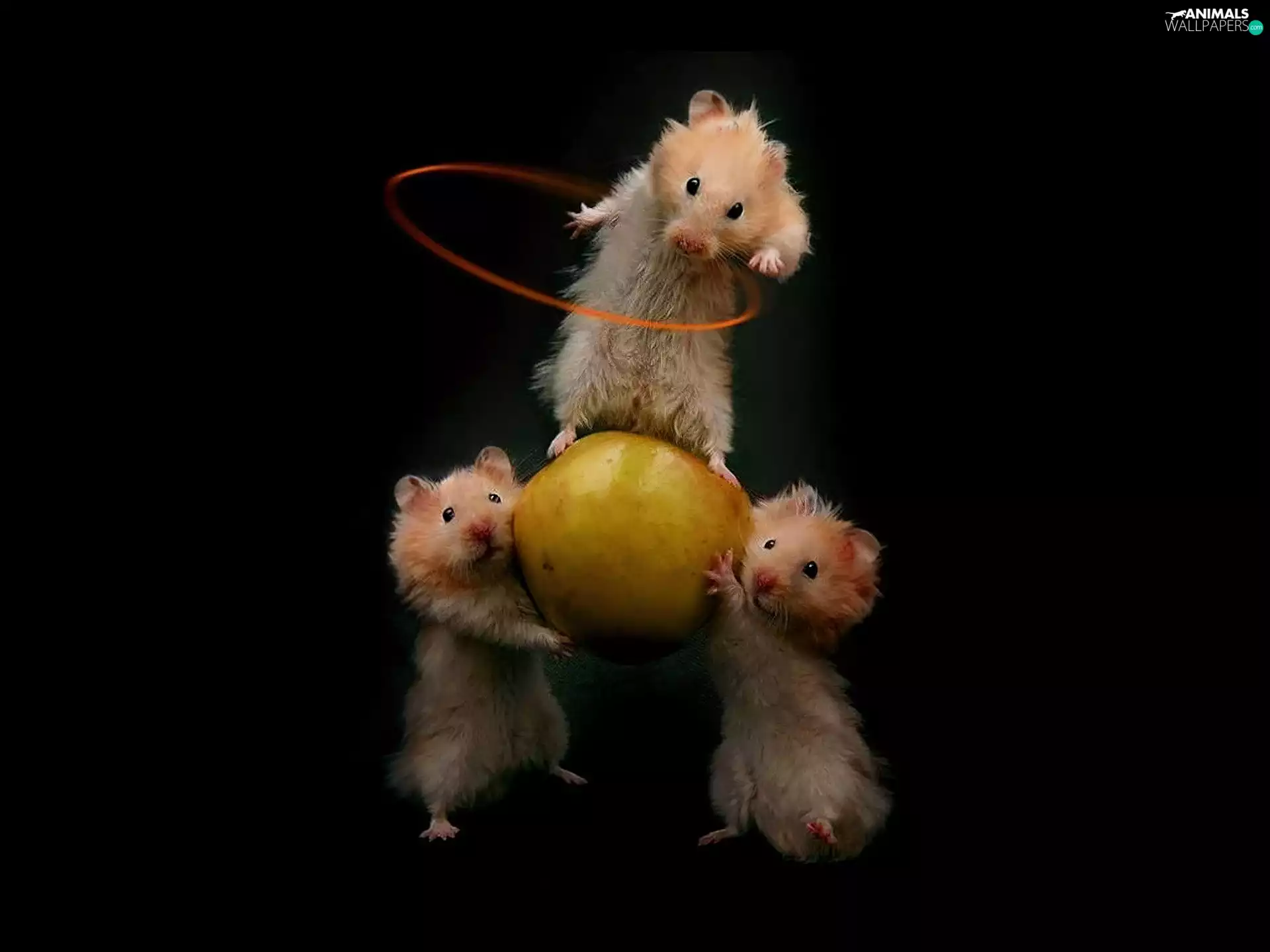Hamsters, Acrobats