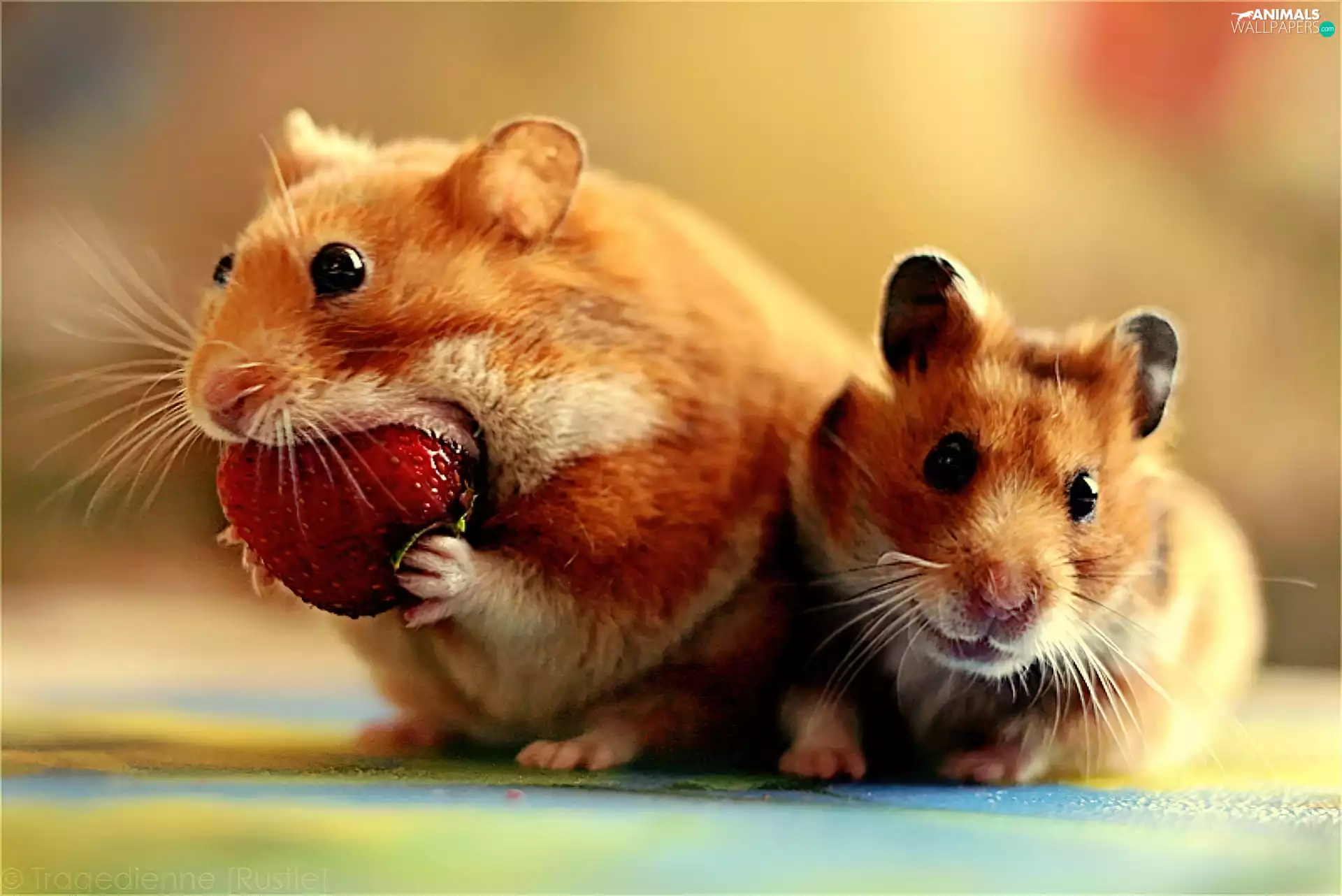 Strawberry, Two cars, Hamsters