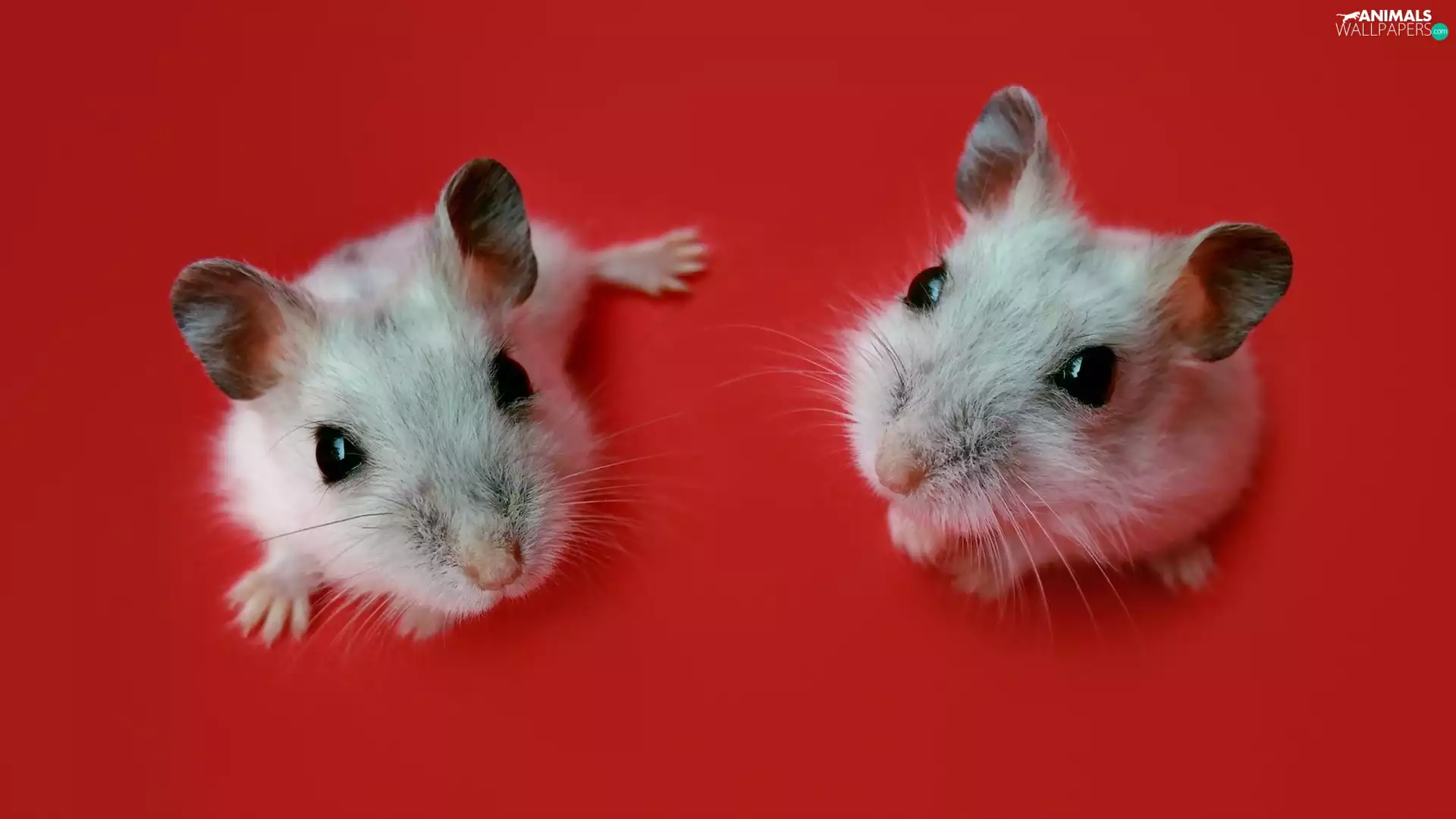 Hamsters