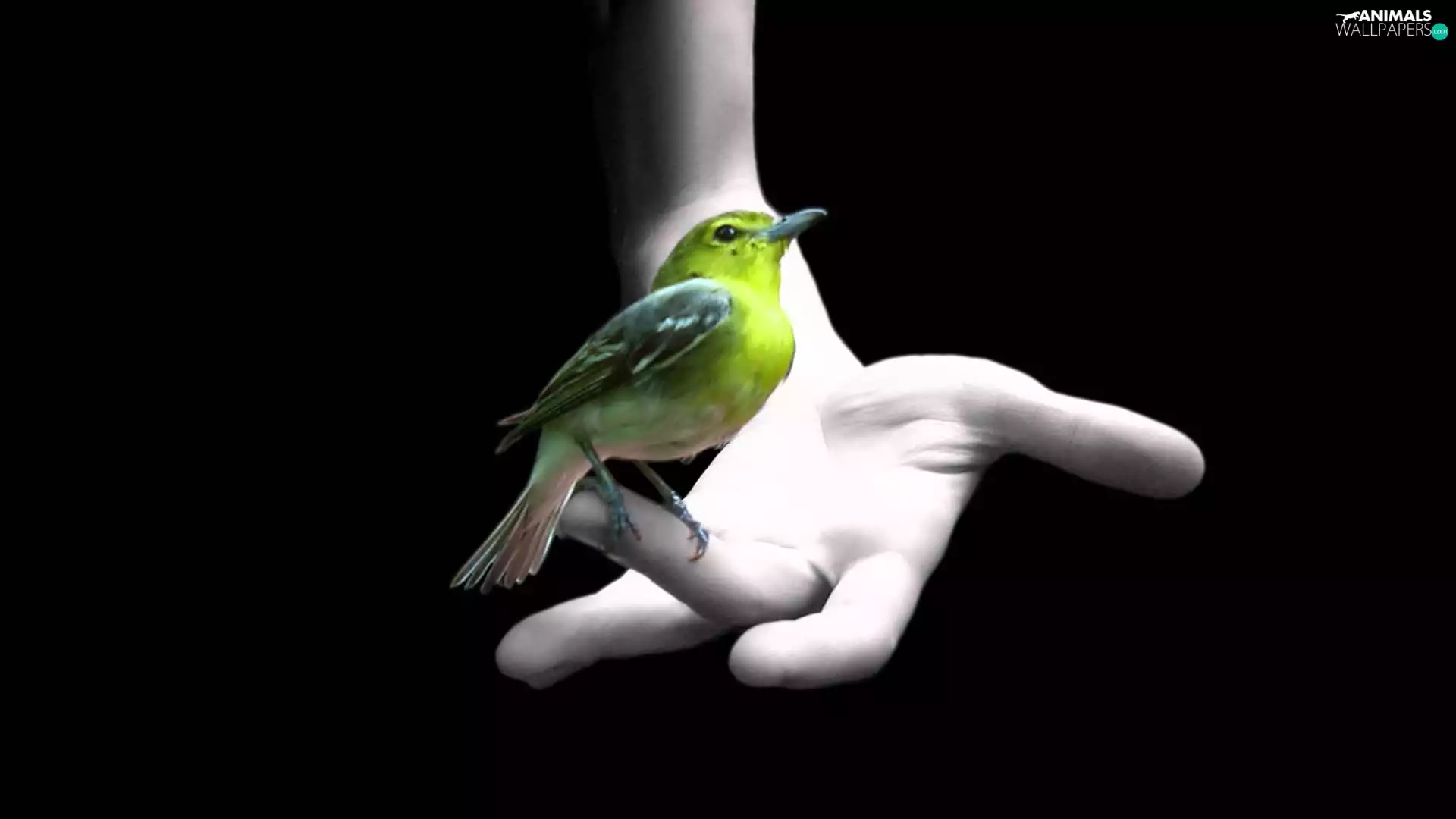 hand, Green, Bird