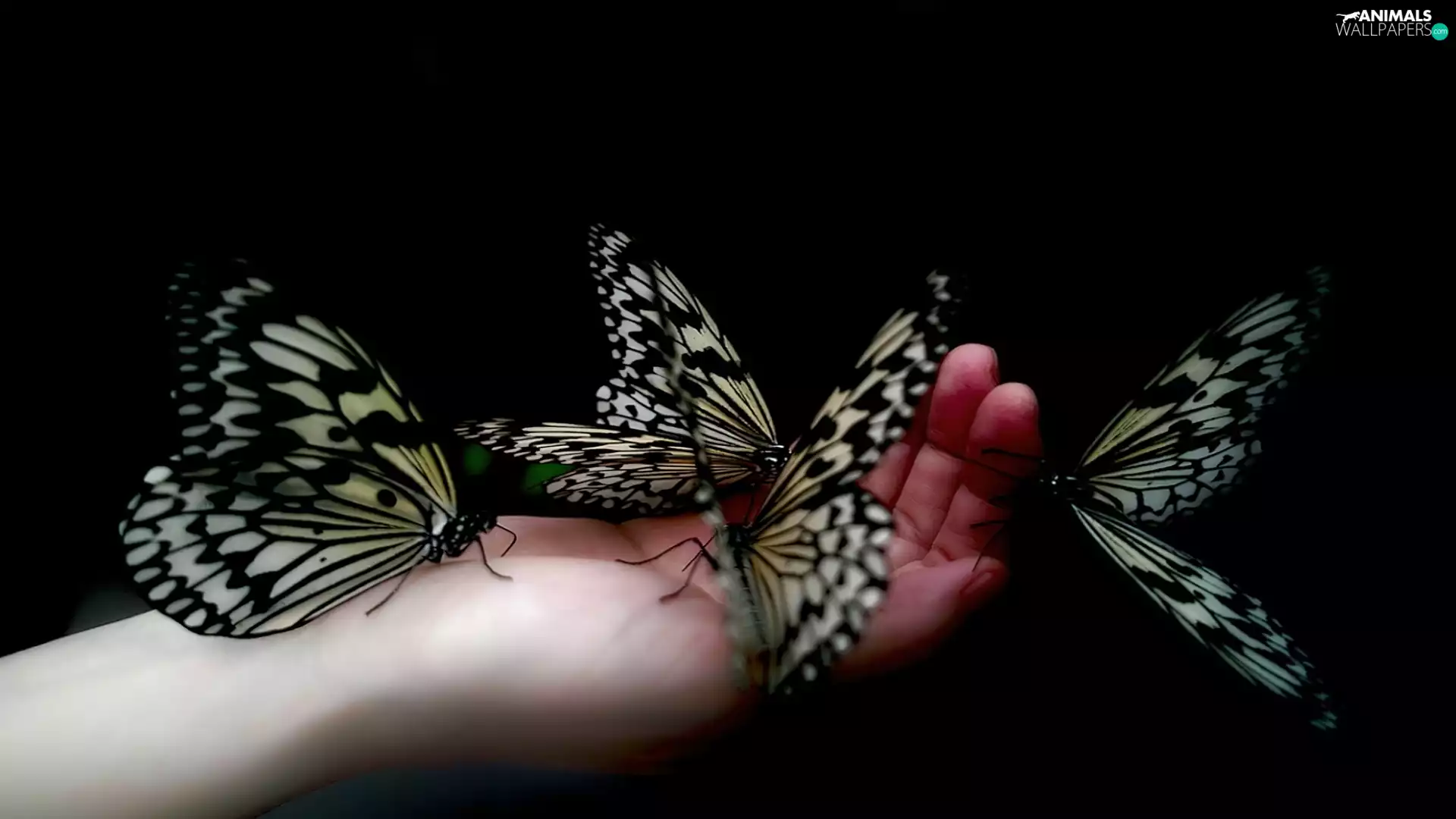 hand, butterflies