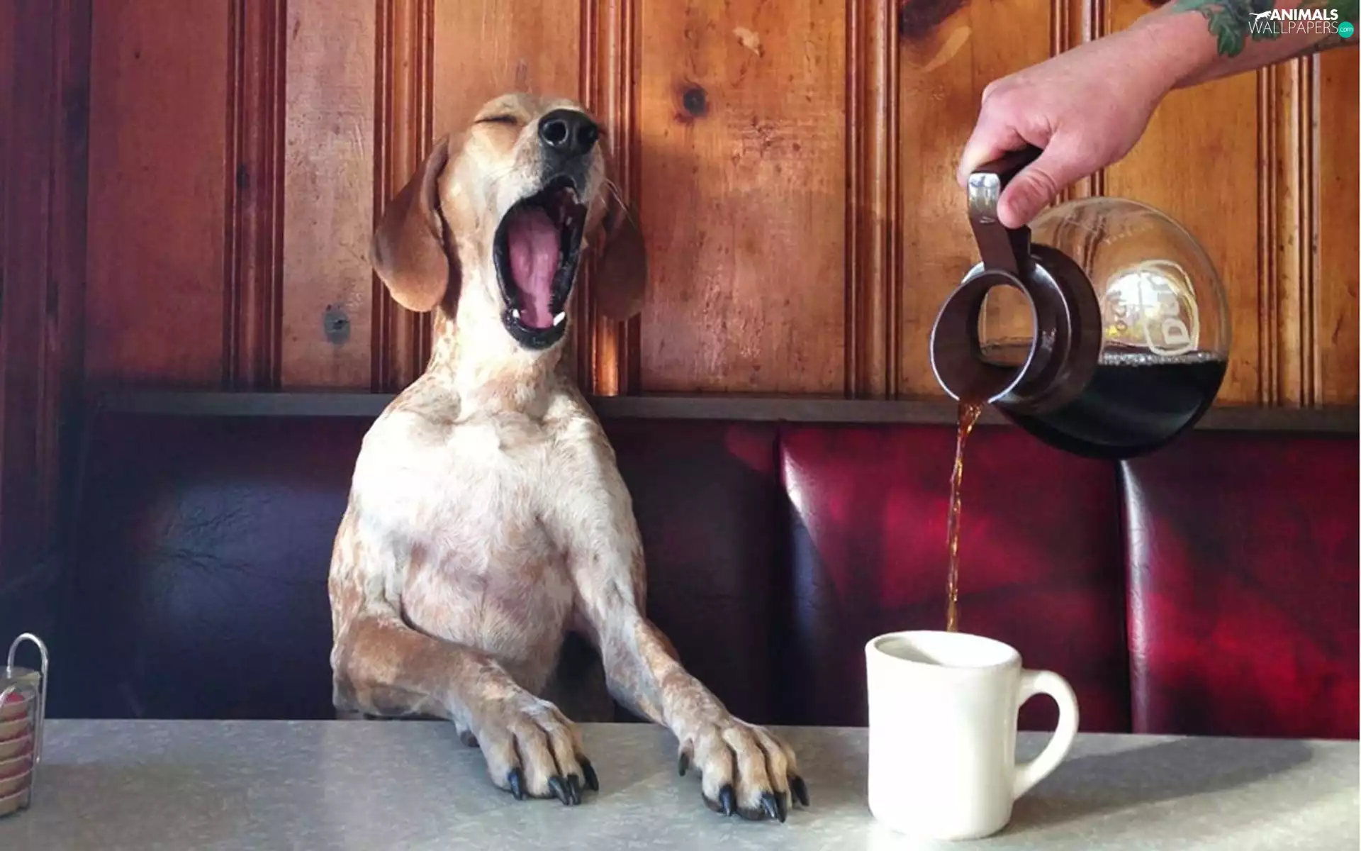 coffee, hand, Cup, jug, dog