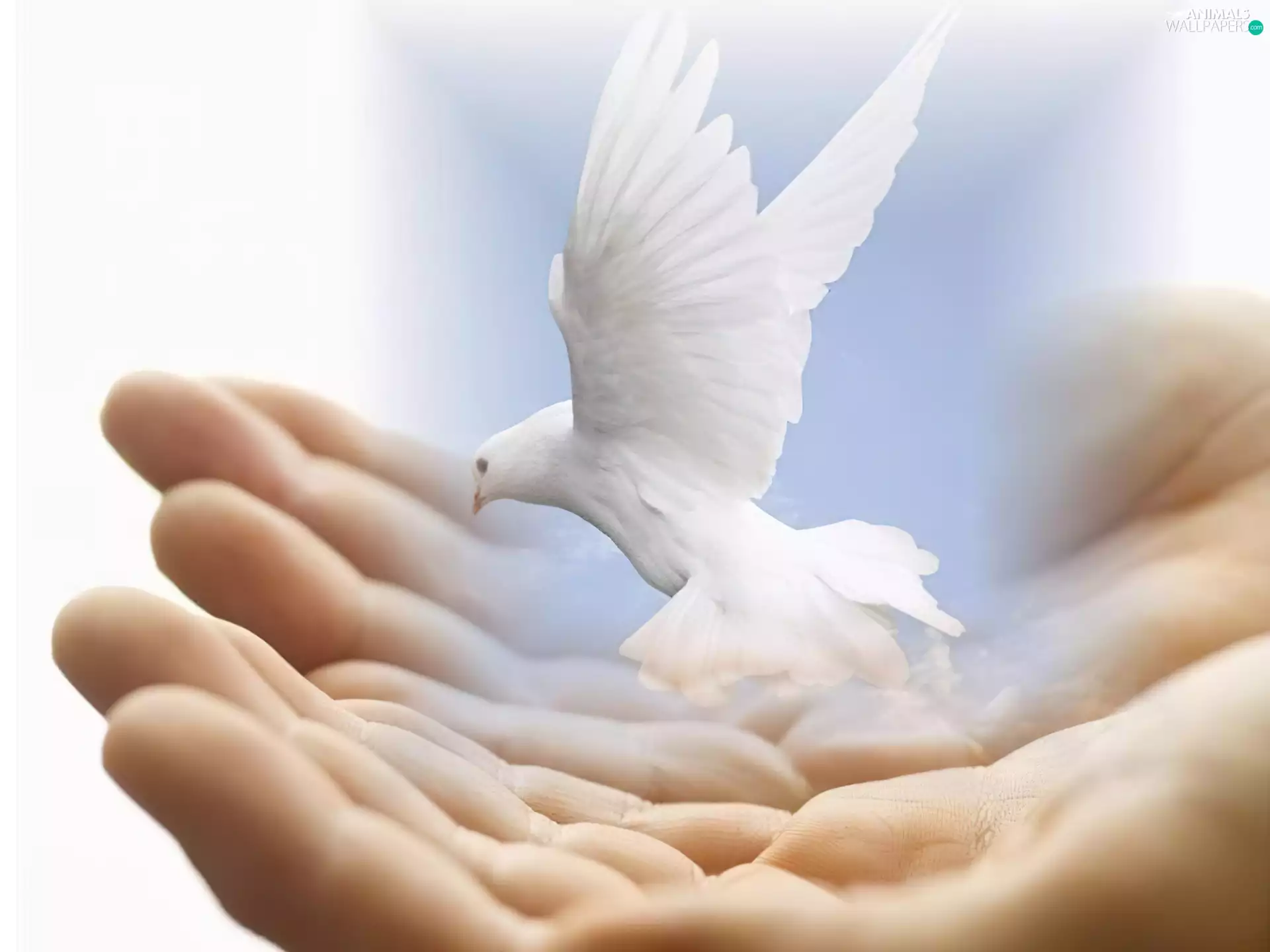hand, small, dove
