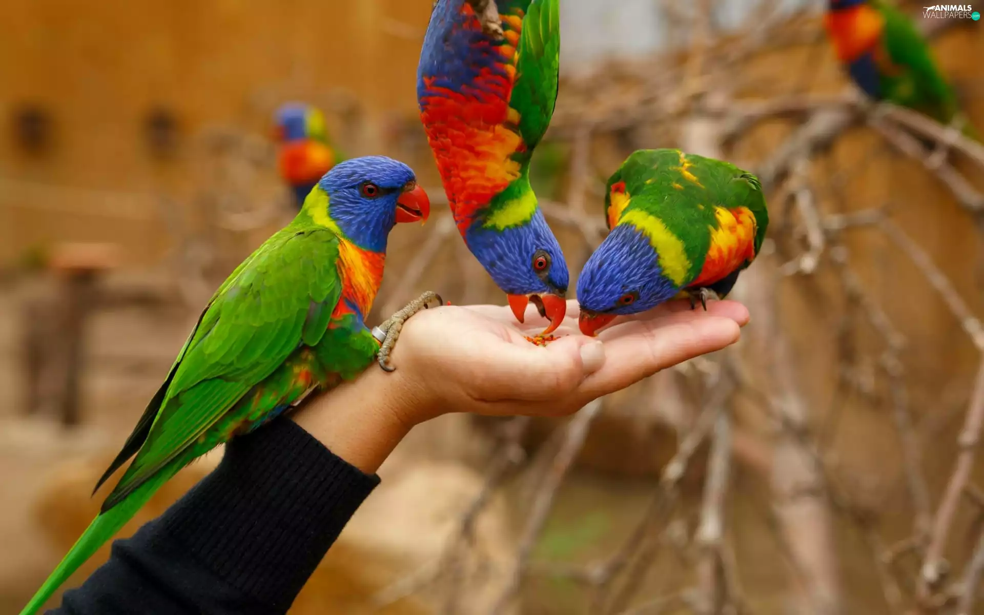 food, lorikeets Mountain, hand