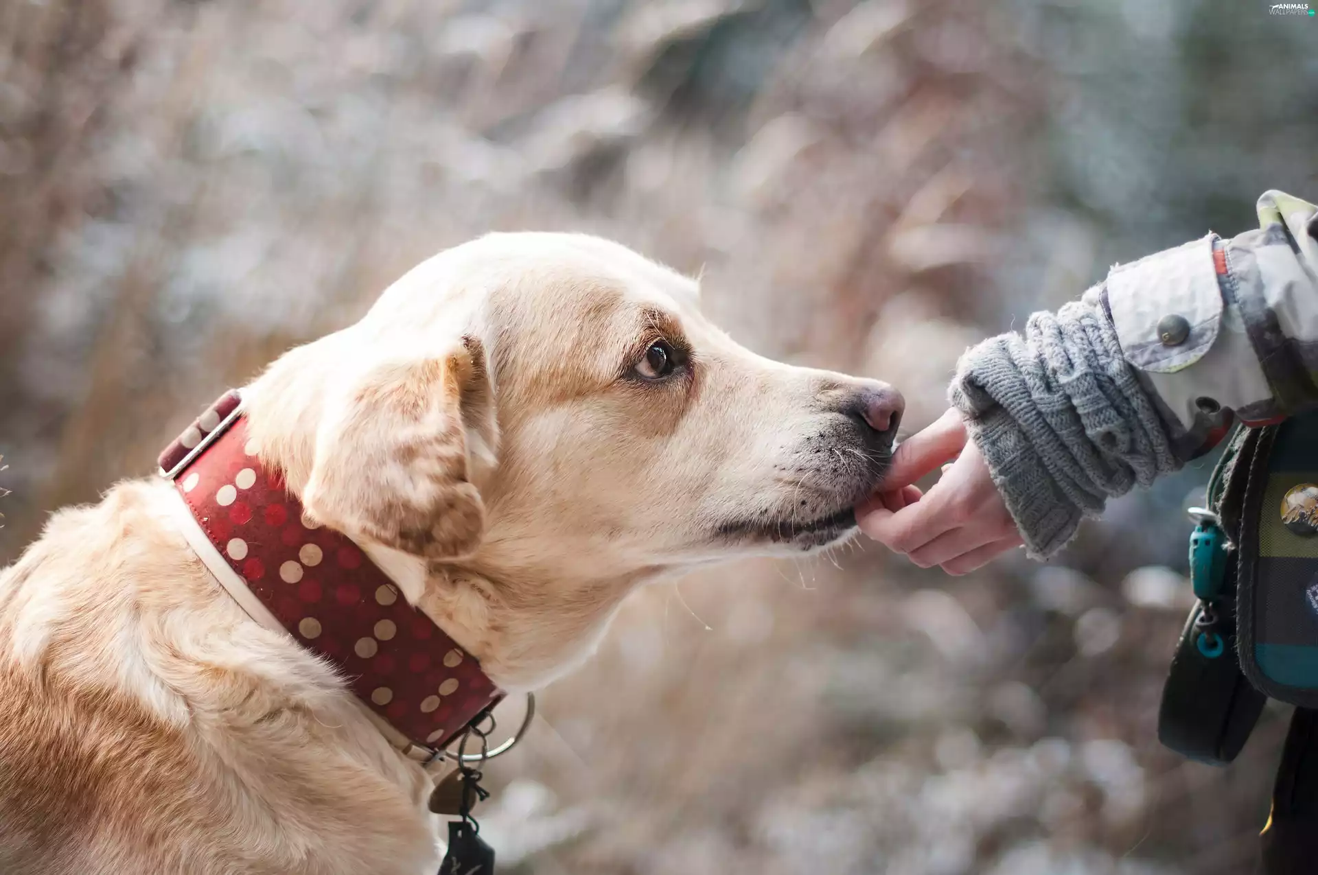 friend, Labrador Retriever, hand