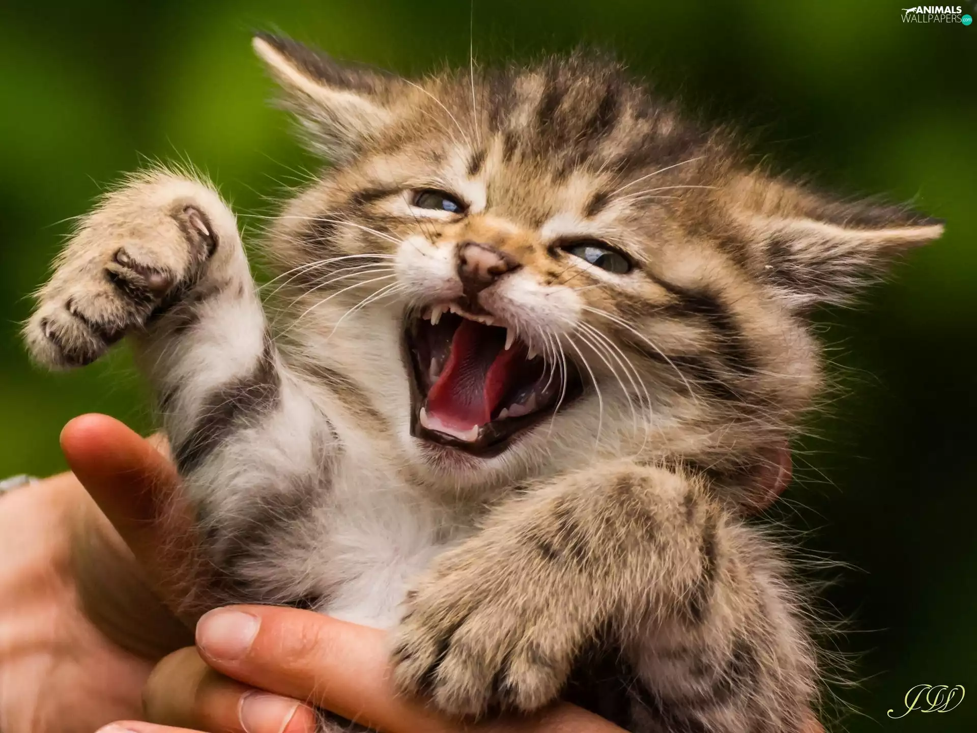 hand, small, kitten