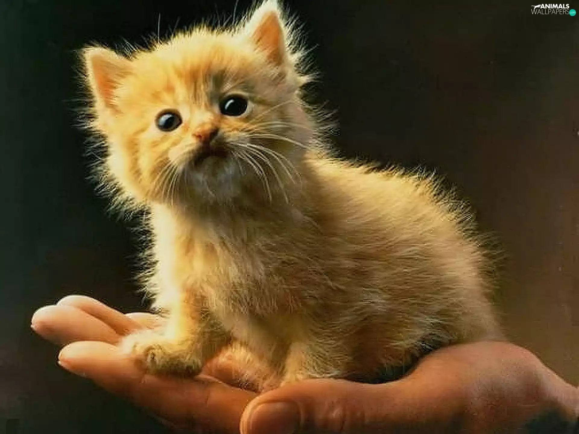 hand, small, kitten