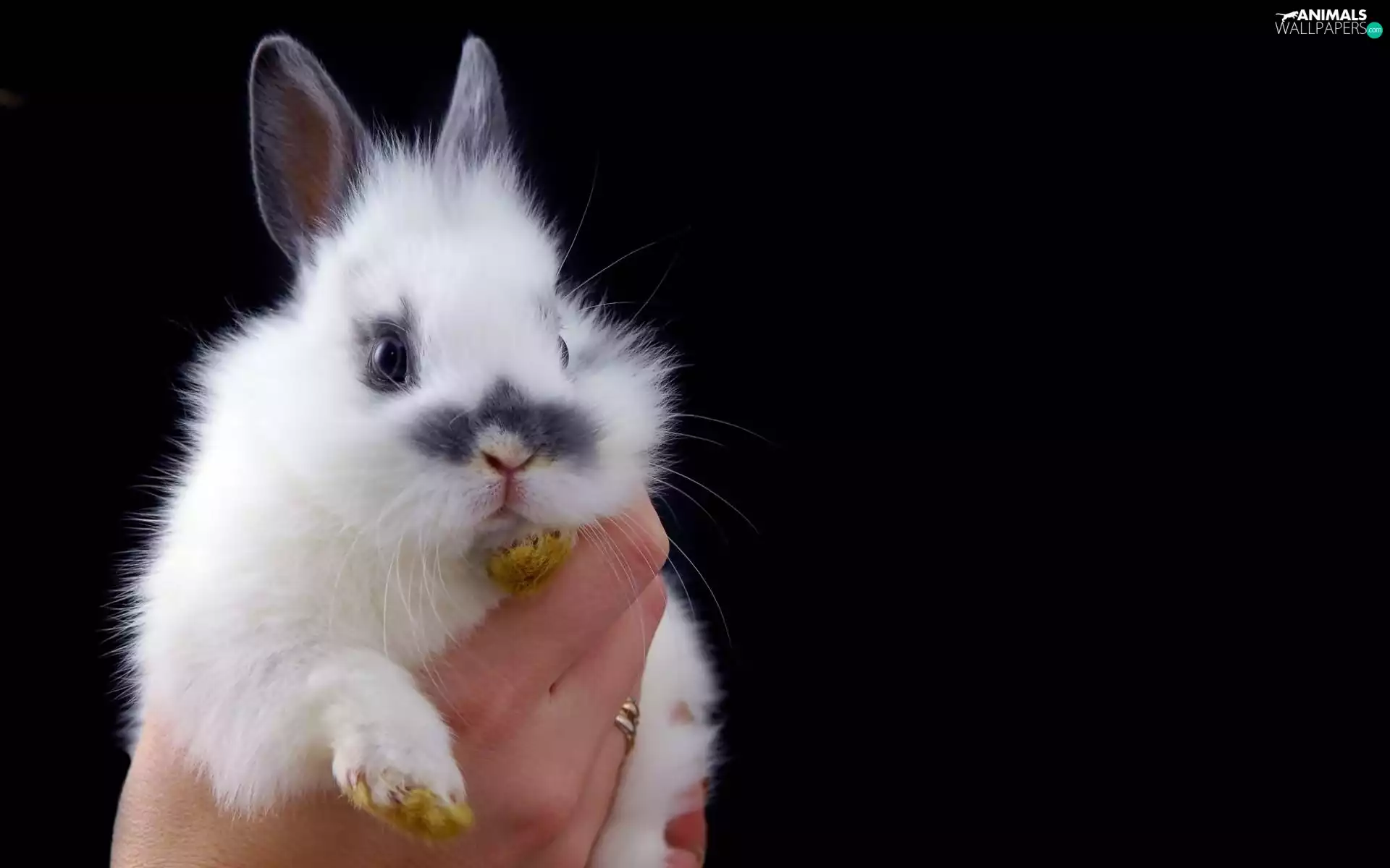 hand, White, Rabbit
