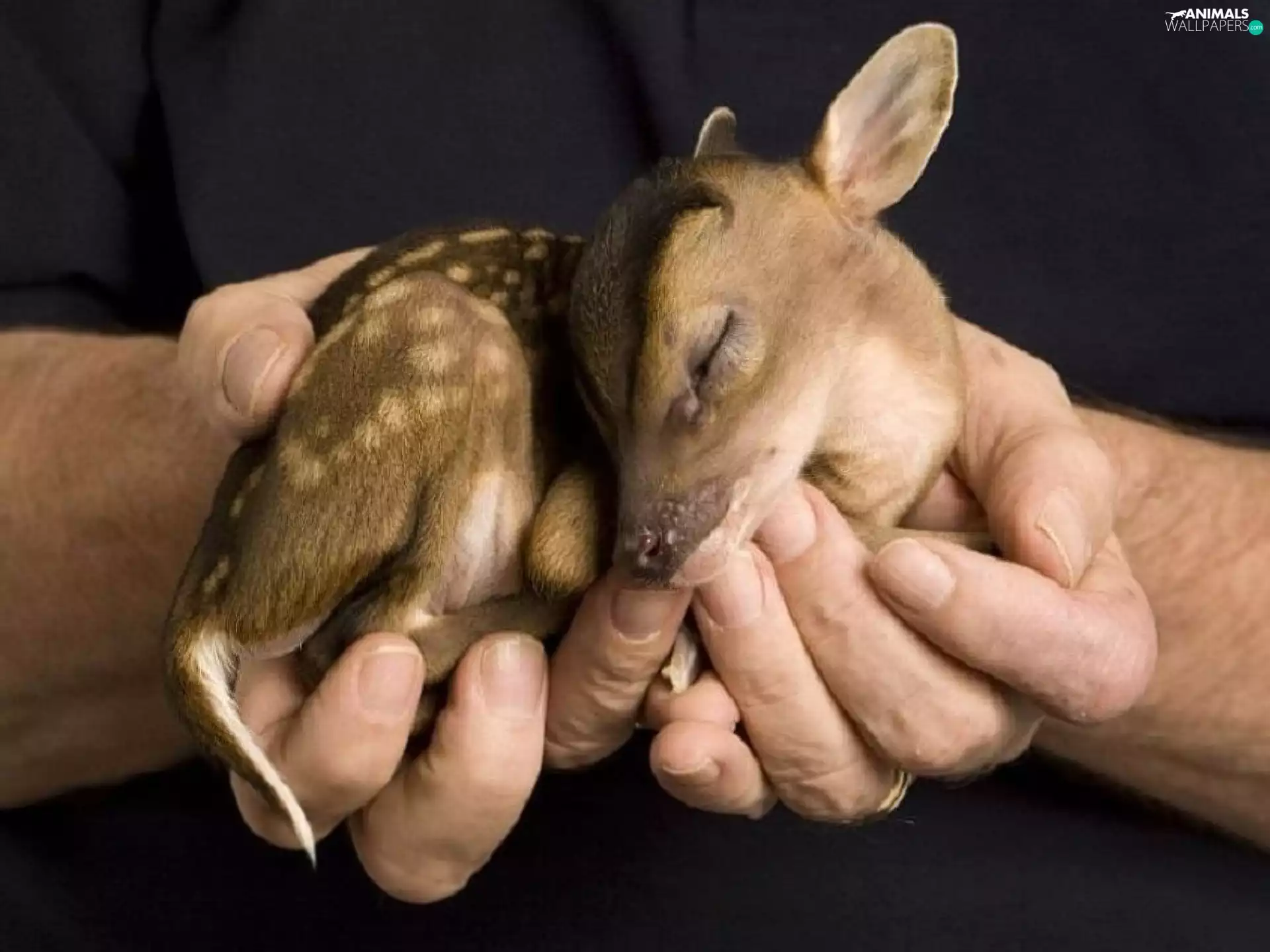 hands, small, deer