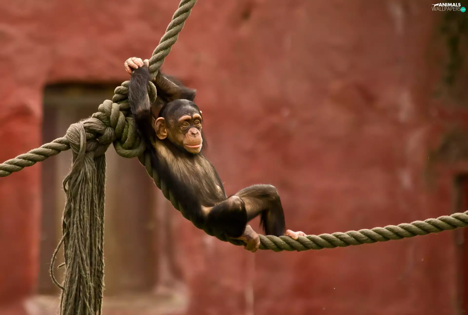 chimpanzee, an, rope, Hanging