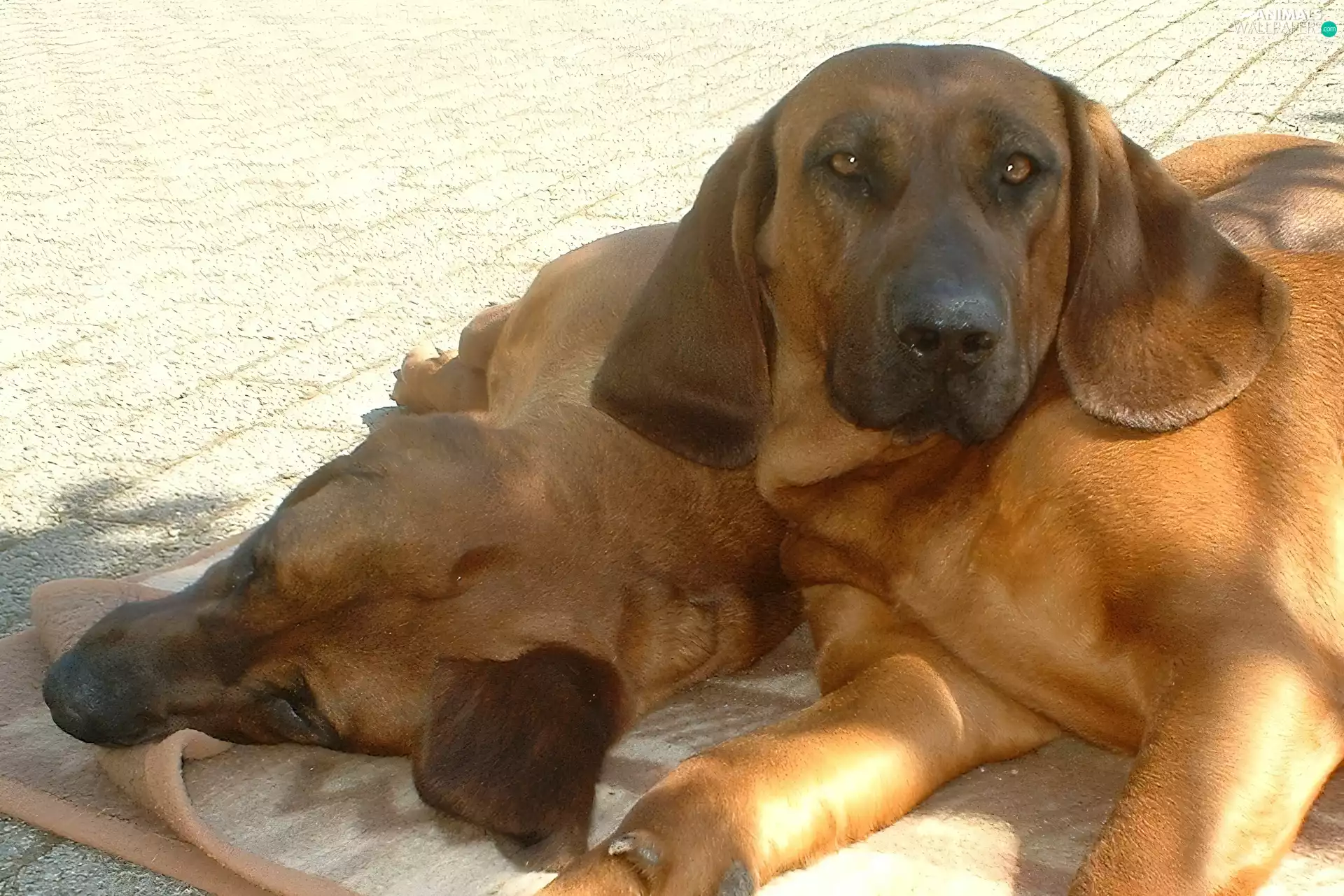 Pavement, Hanoverian Mountain Hound, coverlet
