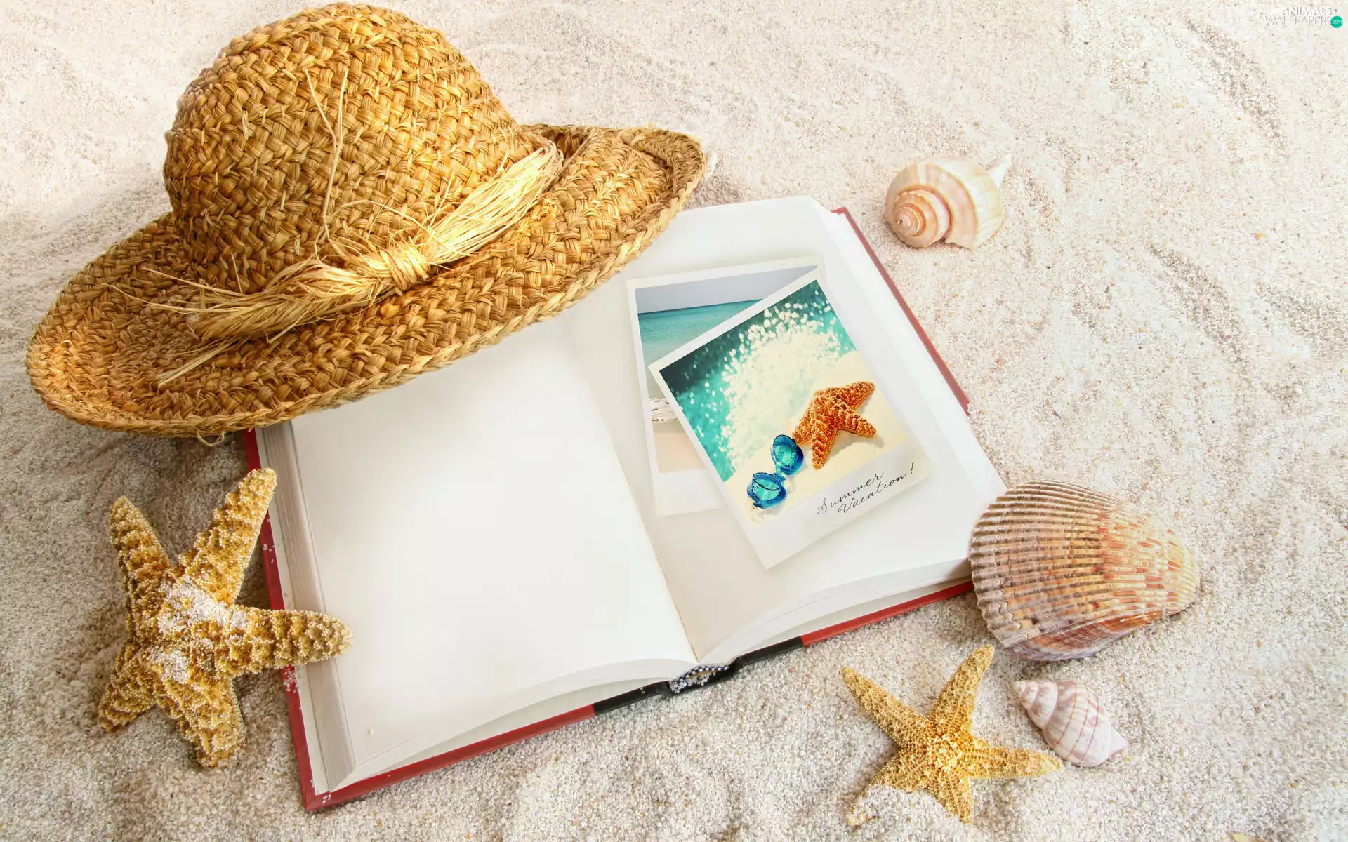 starfish, Hat, album, Shells, Beaches