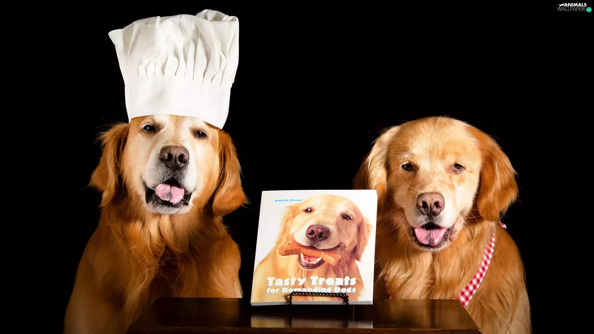 Hat, Two cars, table, Dark Background, Book, Golden Retrievery