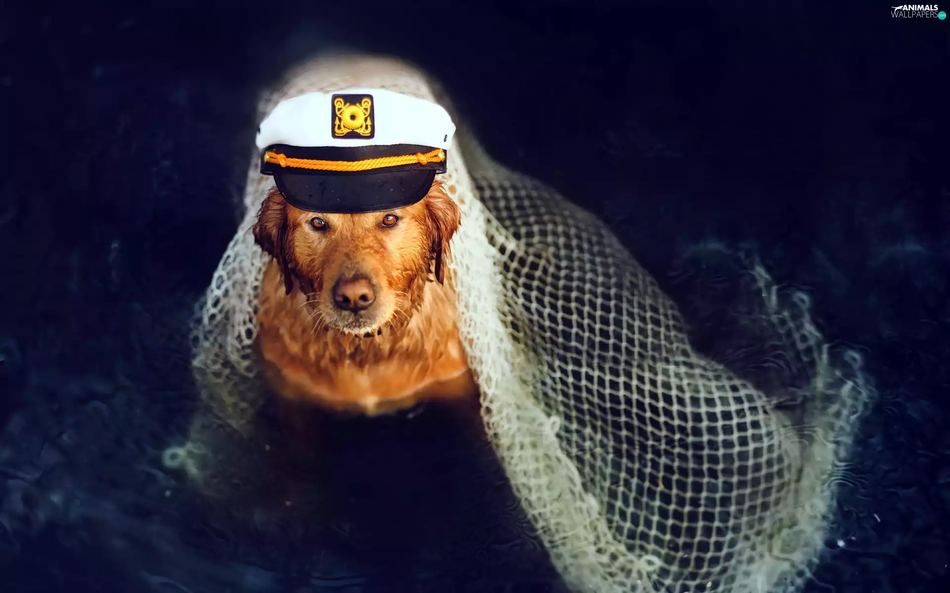 dog, Hat, captain, Golden Retriever