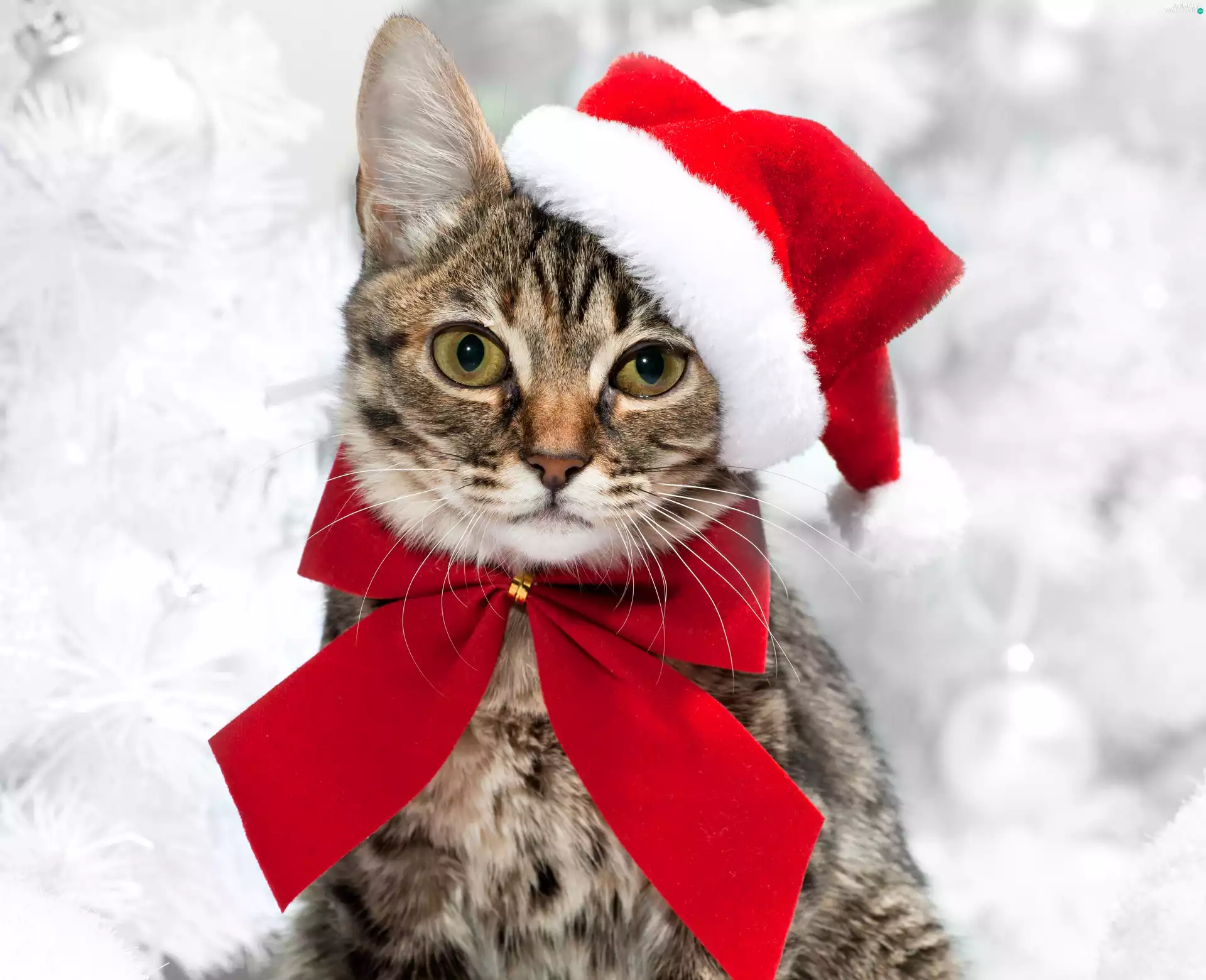 red hot, bow, Hat, Nicholas, cat