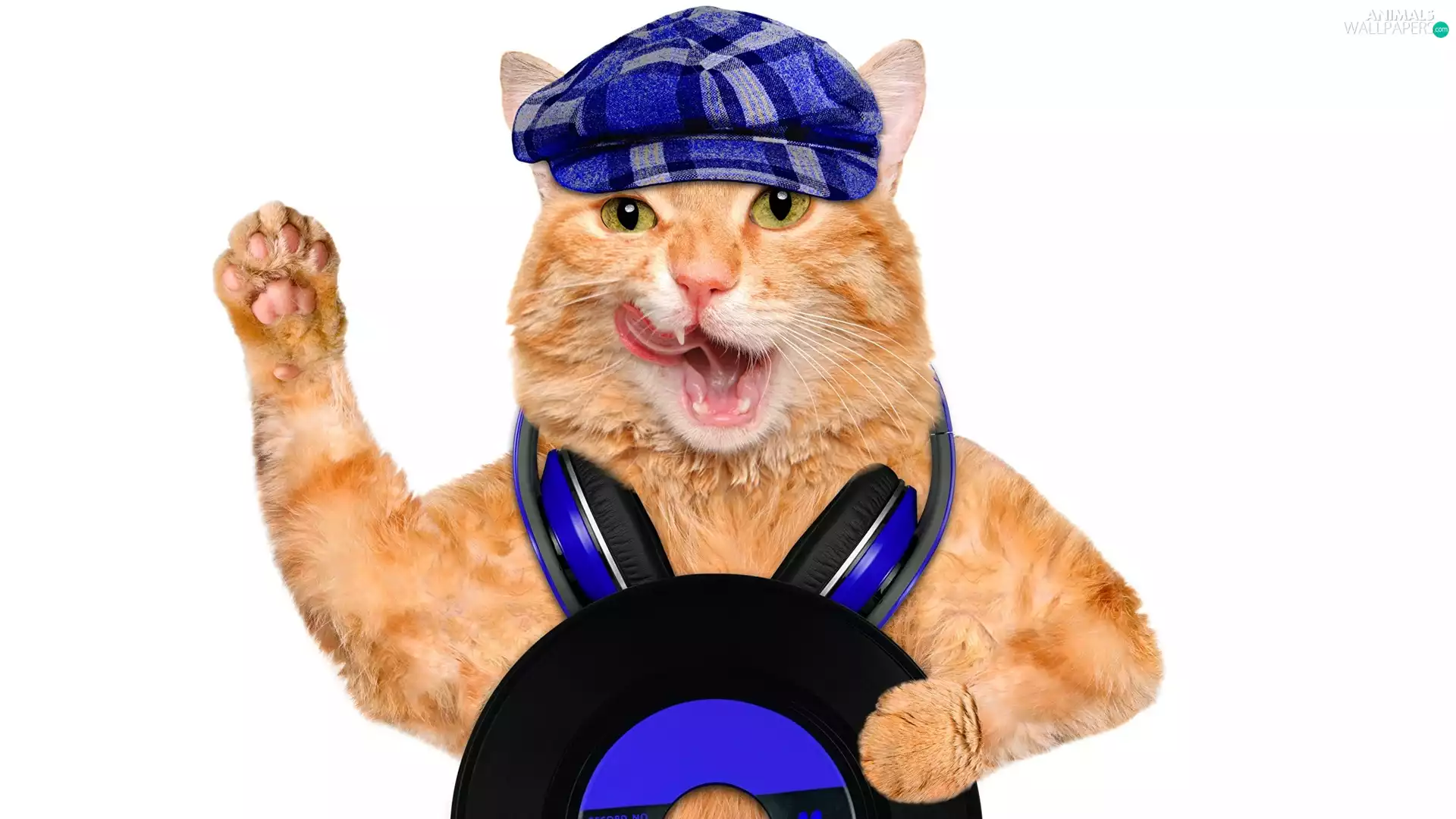 cat, HEADPHONES, CD, Hat