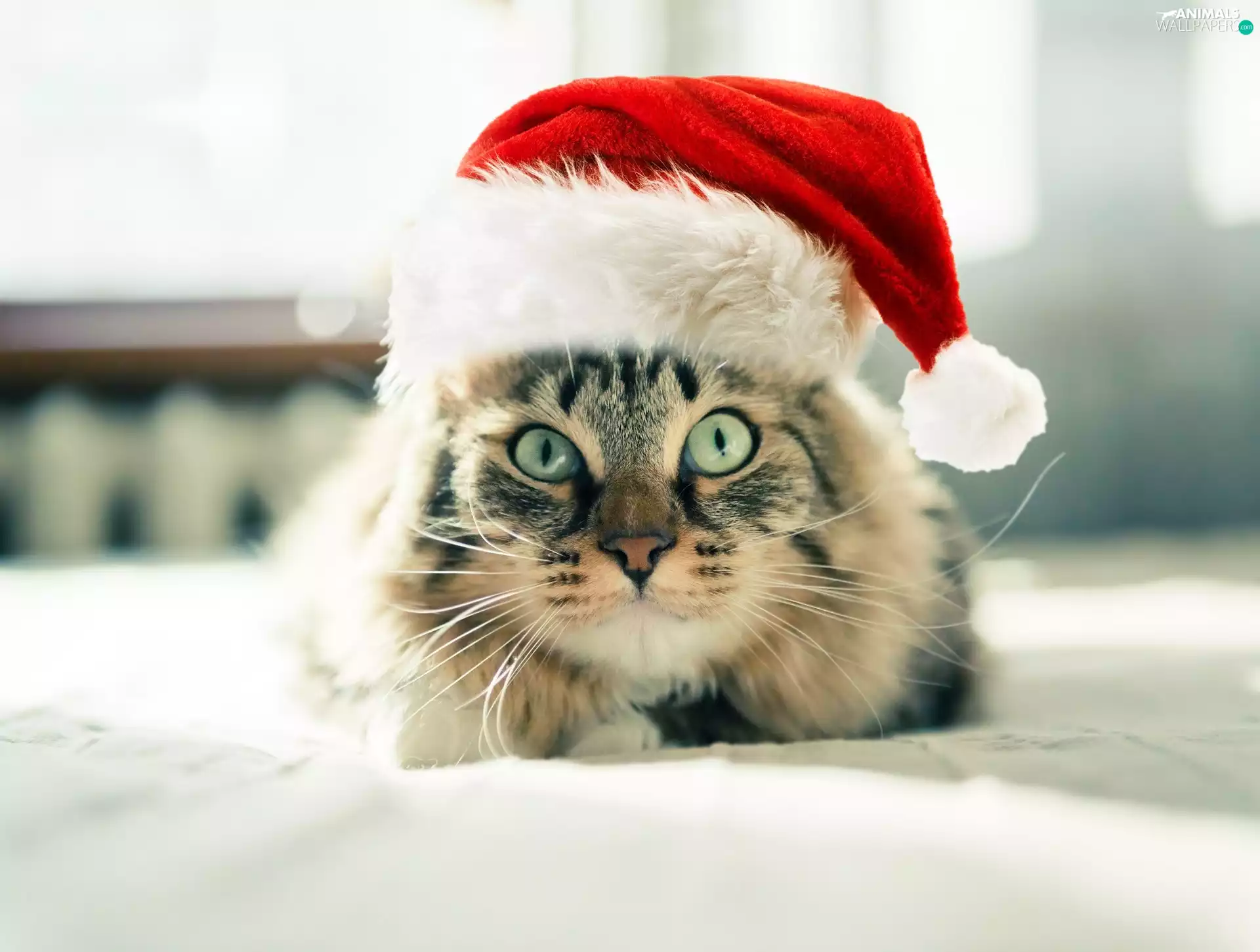 cat, Santa Claus Hat