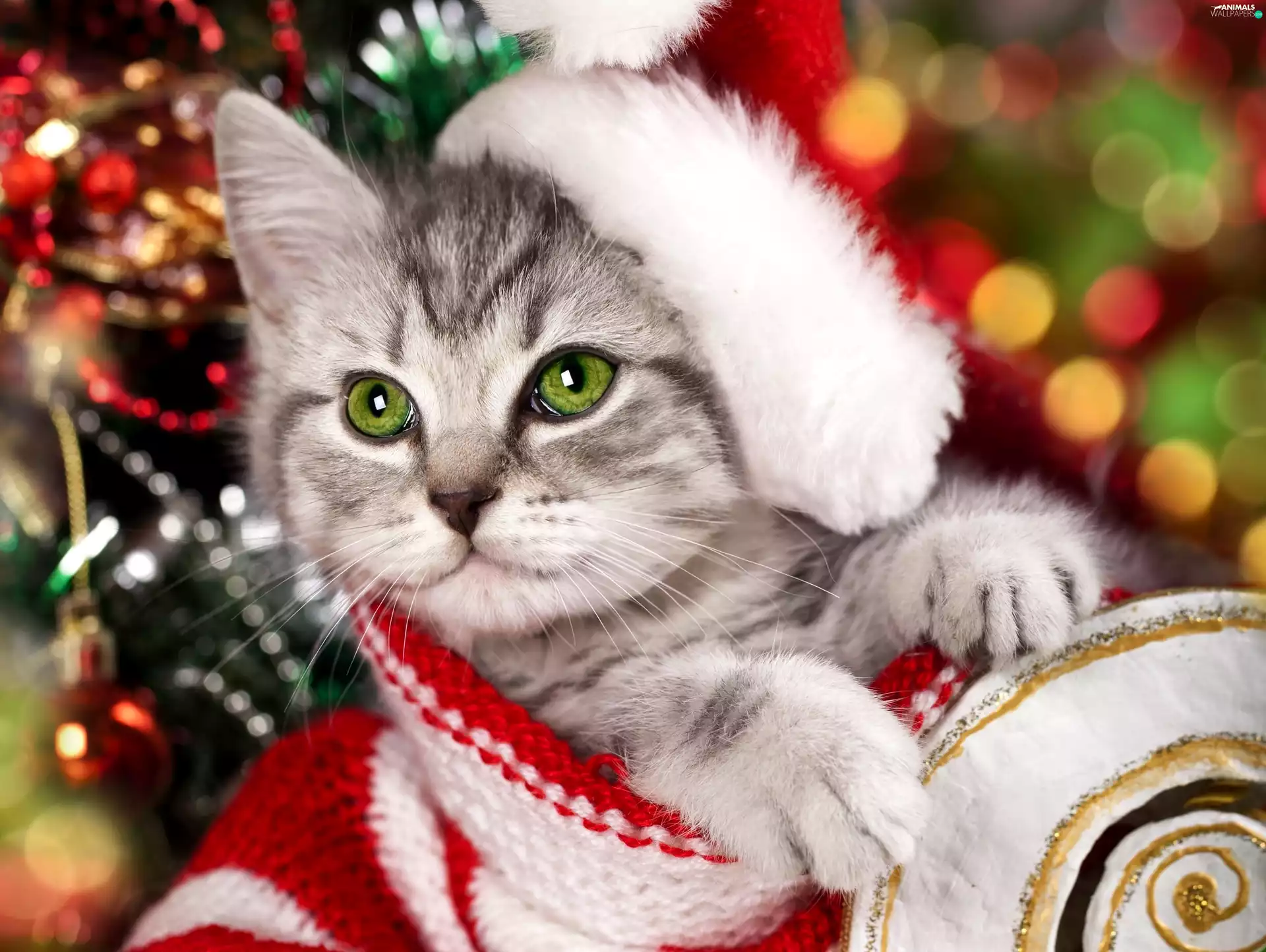 honeyed, Hat, christmas tree, kitten