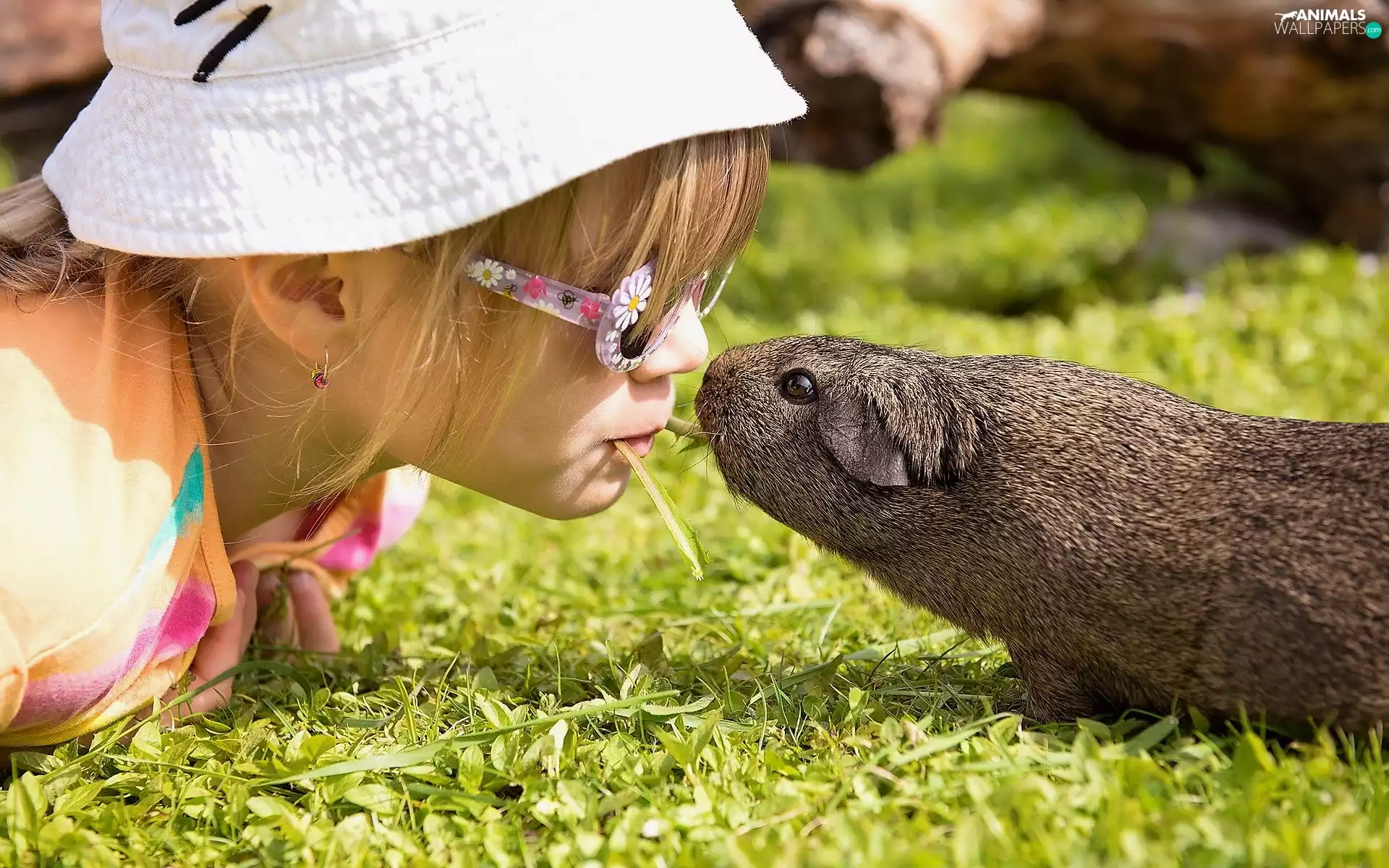 guinea pig, grass, Hat, Glasses, girl
