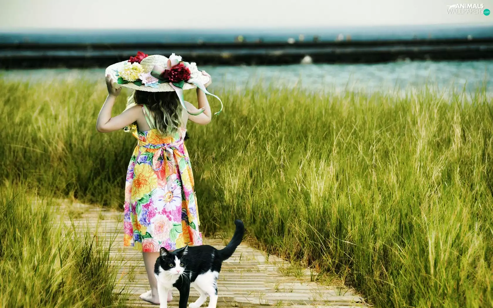 girl, kitten, grass, Hat