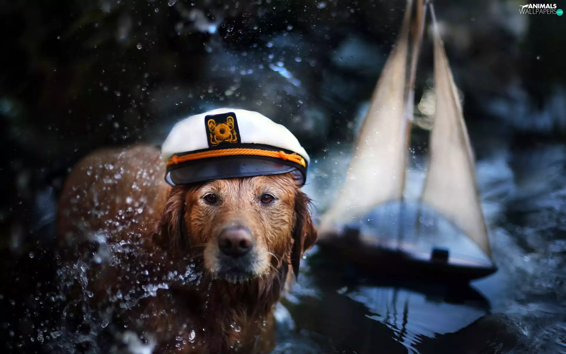 Golden Retriever, dog, Hat
