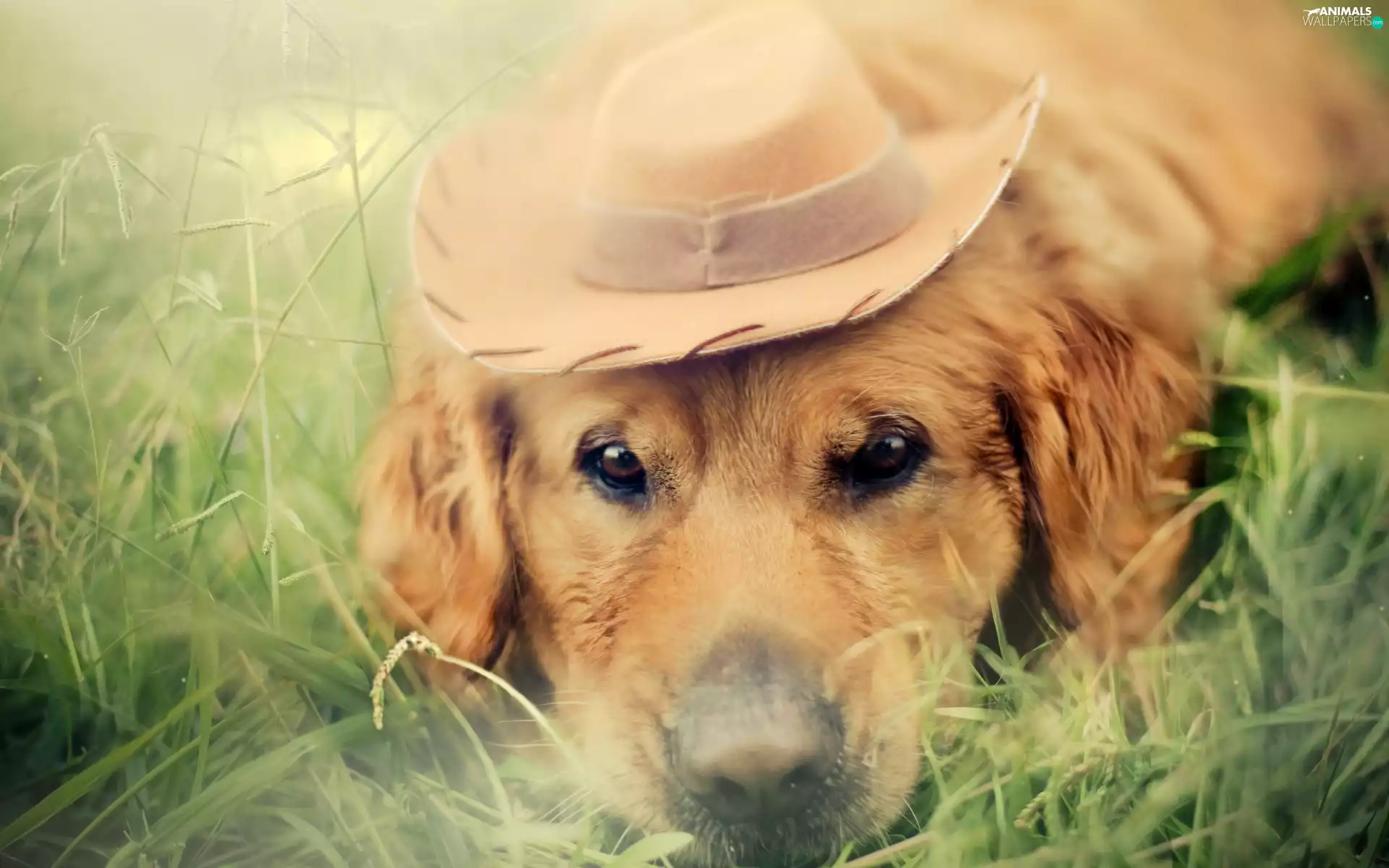 dog, Hat, grass, Golden Retriever