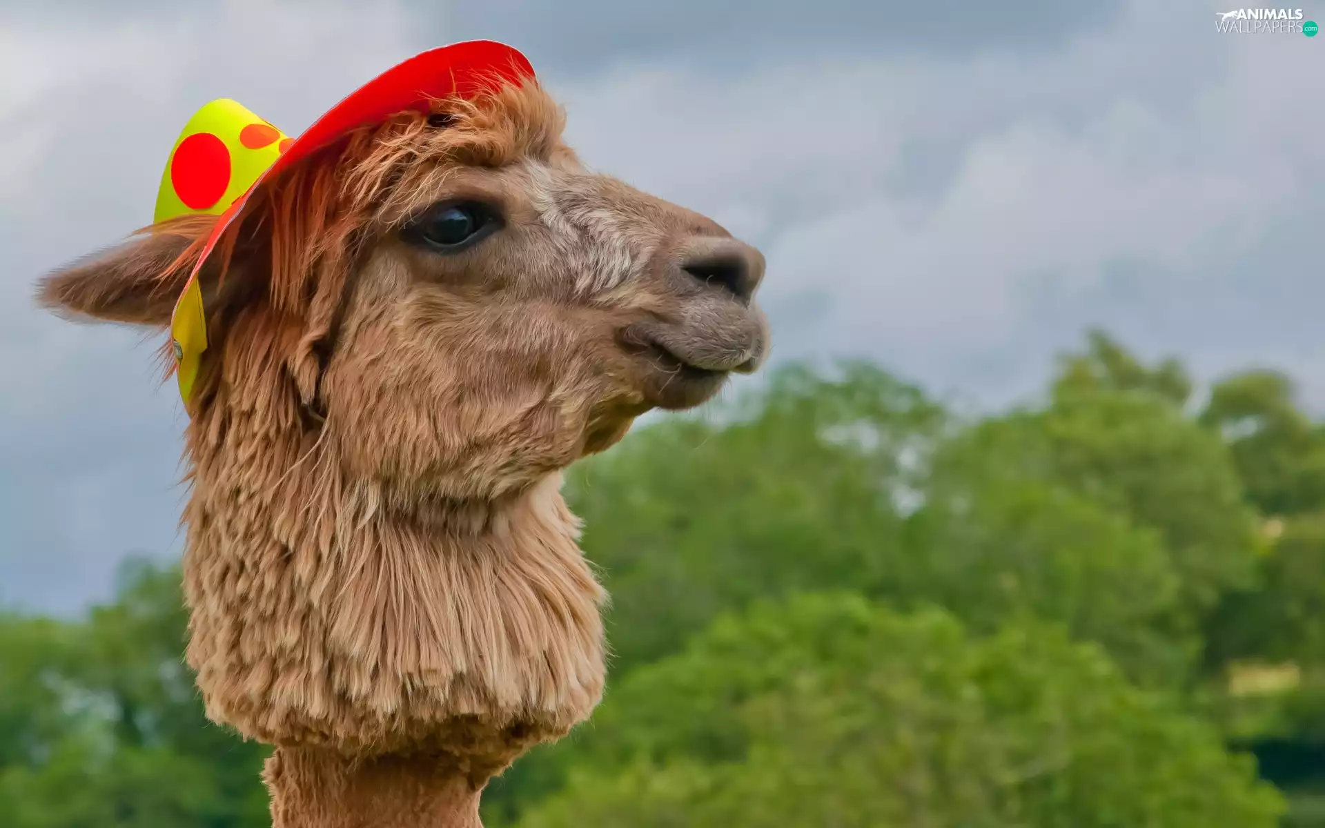 Hat, Alpaca, Head