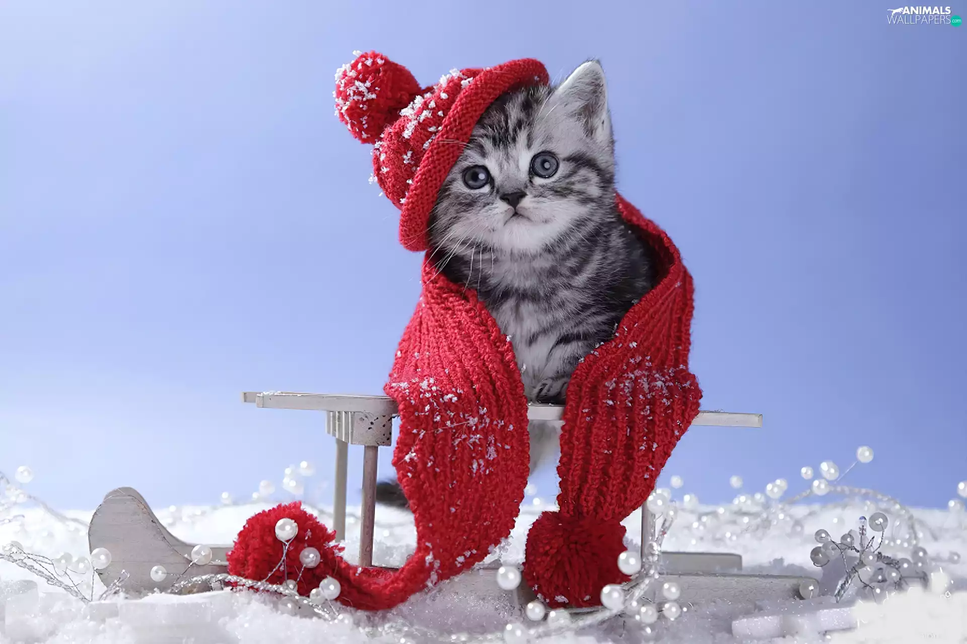 kitten, Scarf, winter, Hat