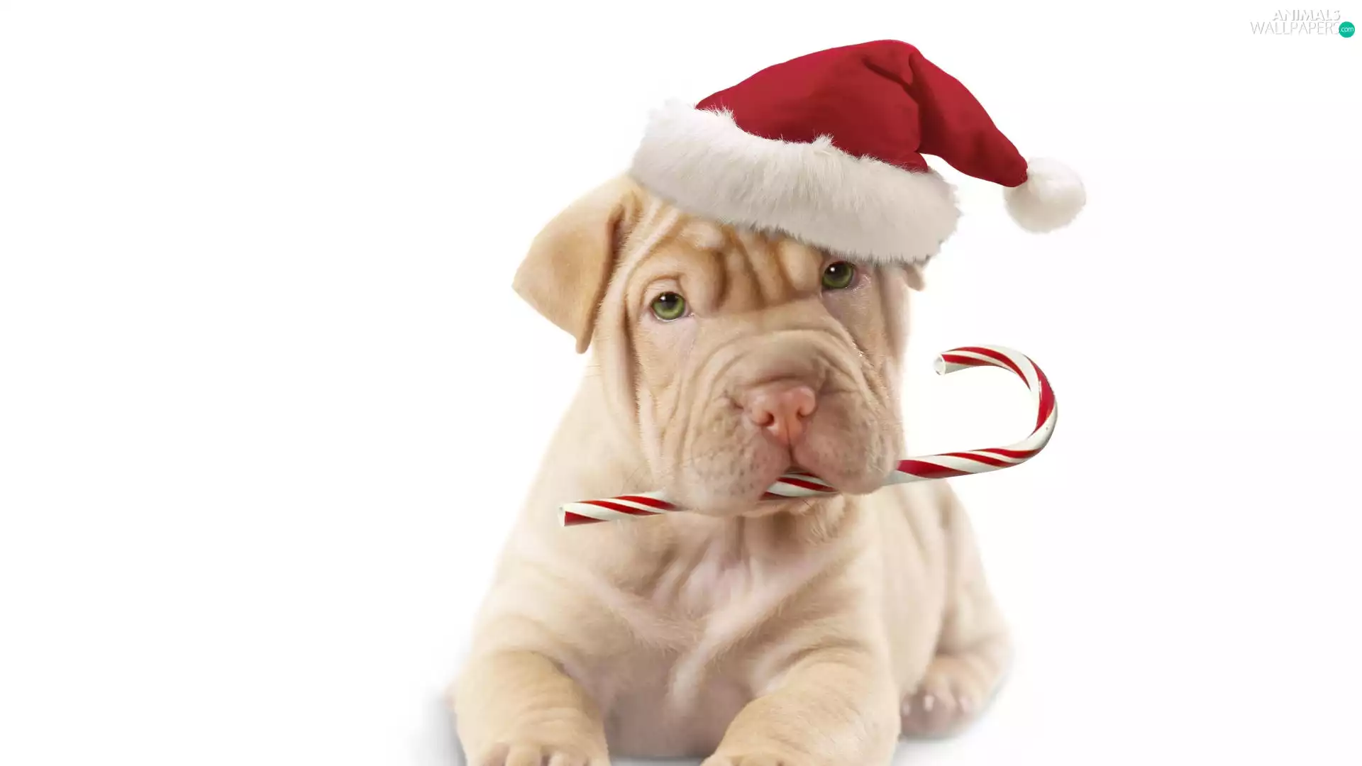 dog, Hat, Nicholas, Shar Pei