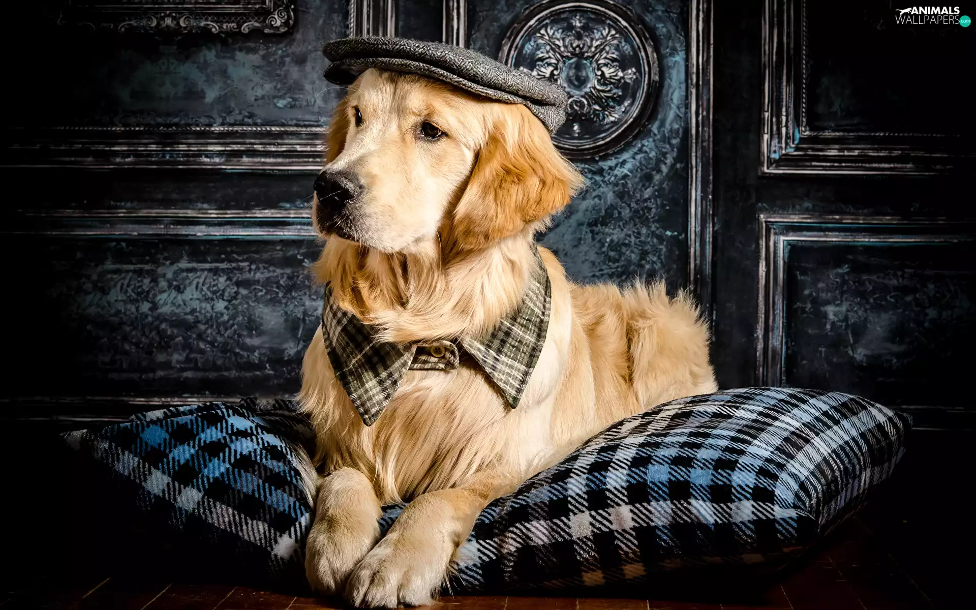 dog, Hat, Pillow, Golden Retriever