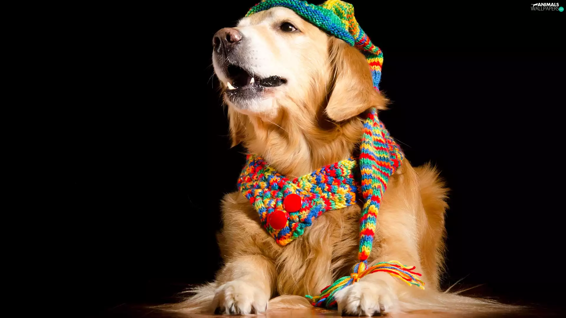 dark, background, Scarf, Hat, Golden Retriever