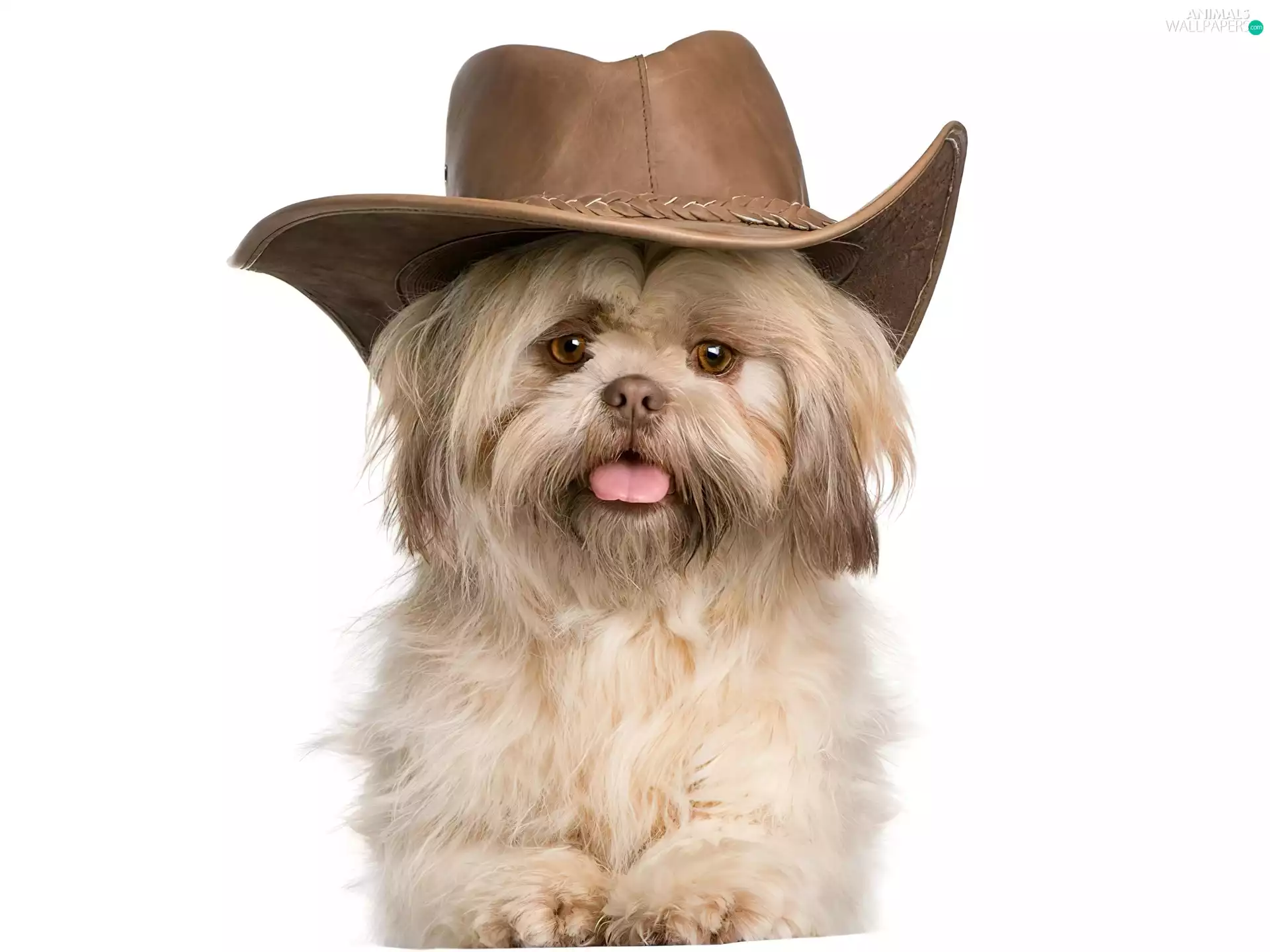 Shih Tzu, doggy, Hat