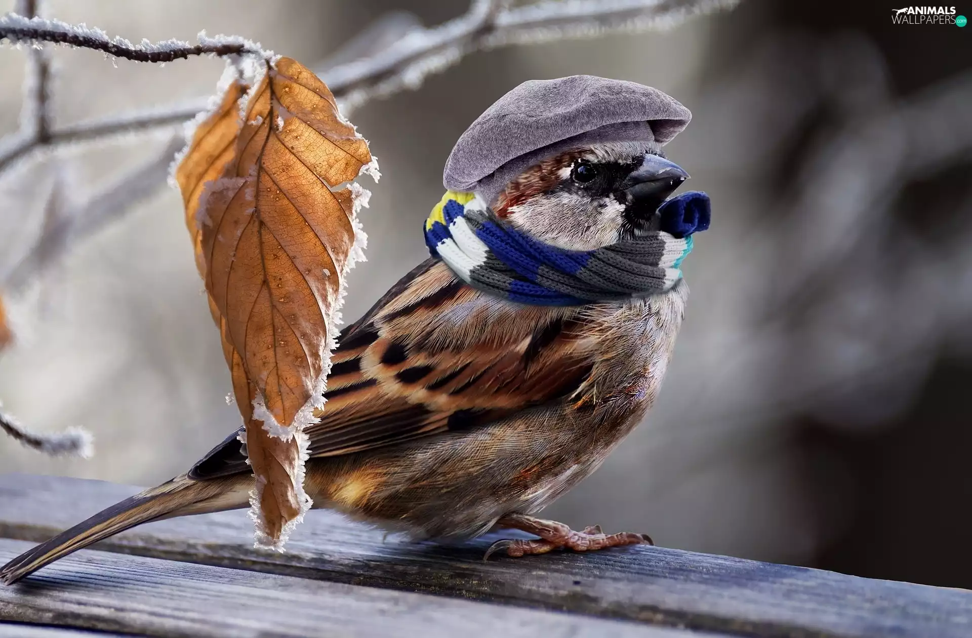 Sparrow, Scarf, leaf, Hat