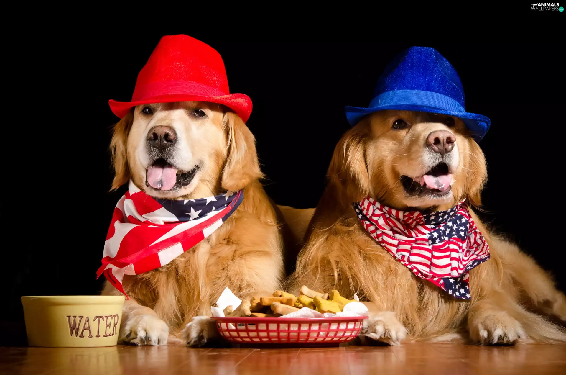 hats, Dogs, food, Golden Retrievery, Two cars, scarves, bowl