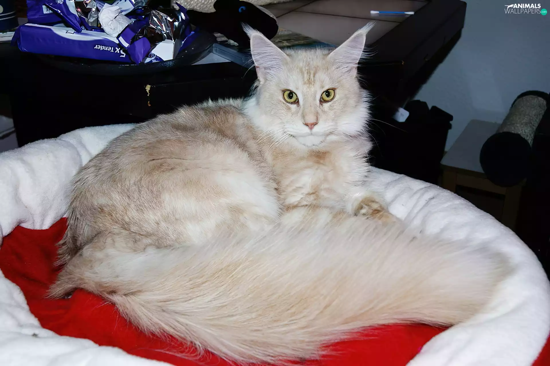 Maine Coon, kitten, haunt