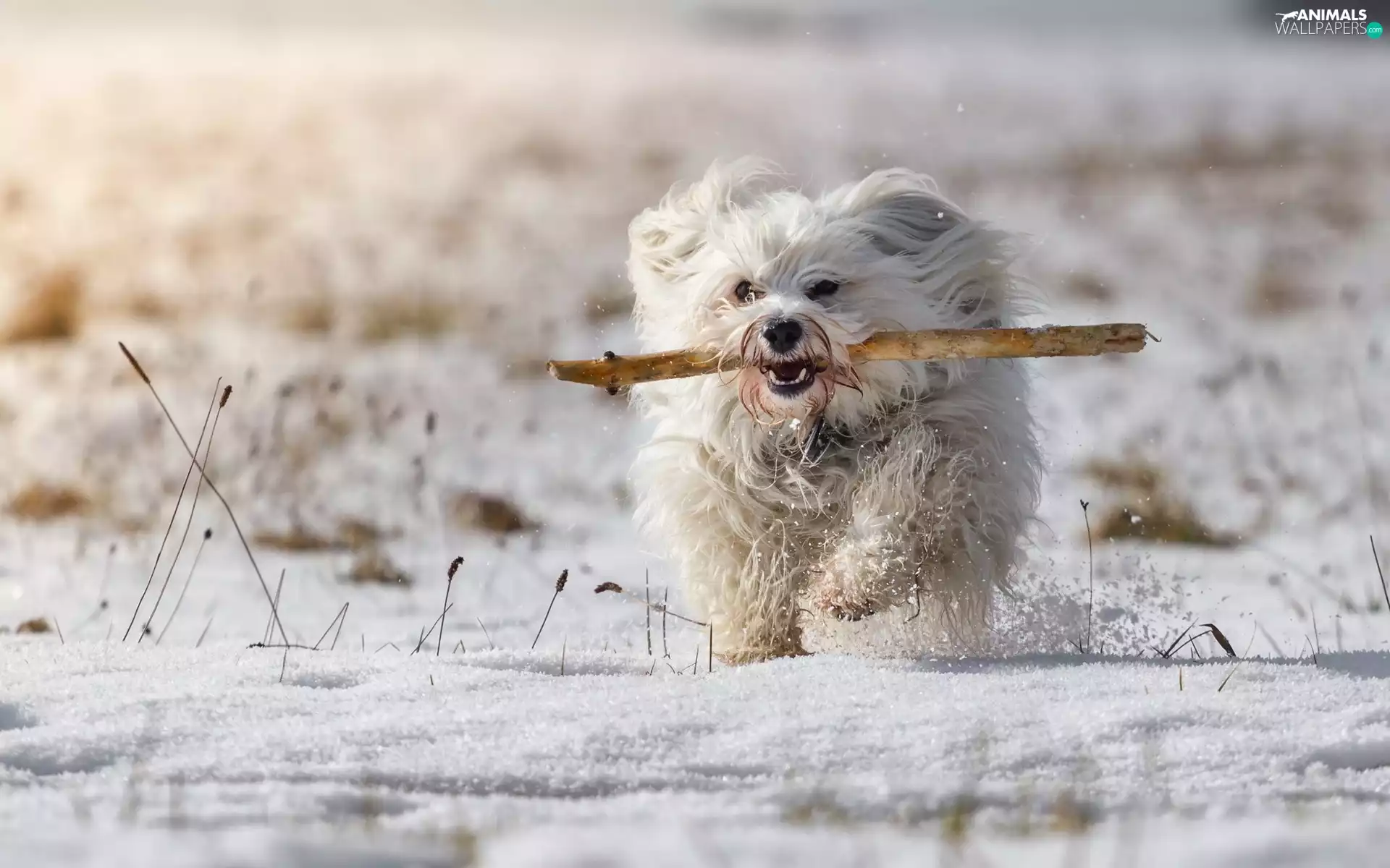 dog, snow, stick, Havanese