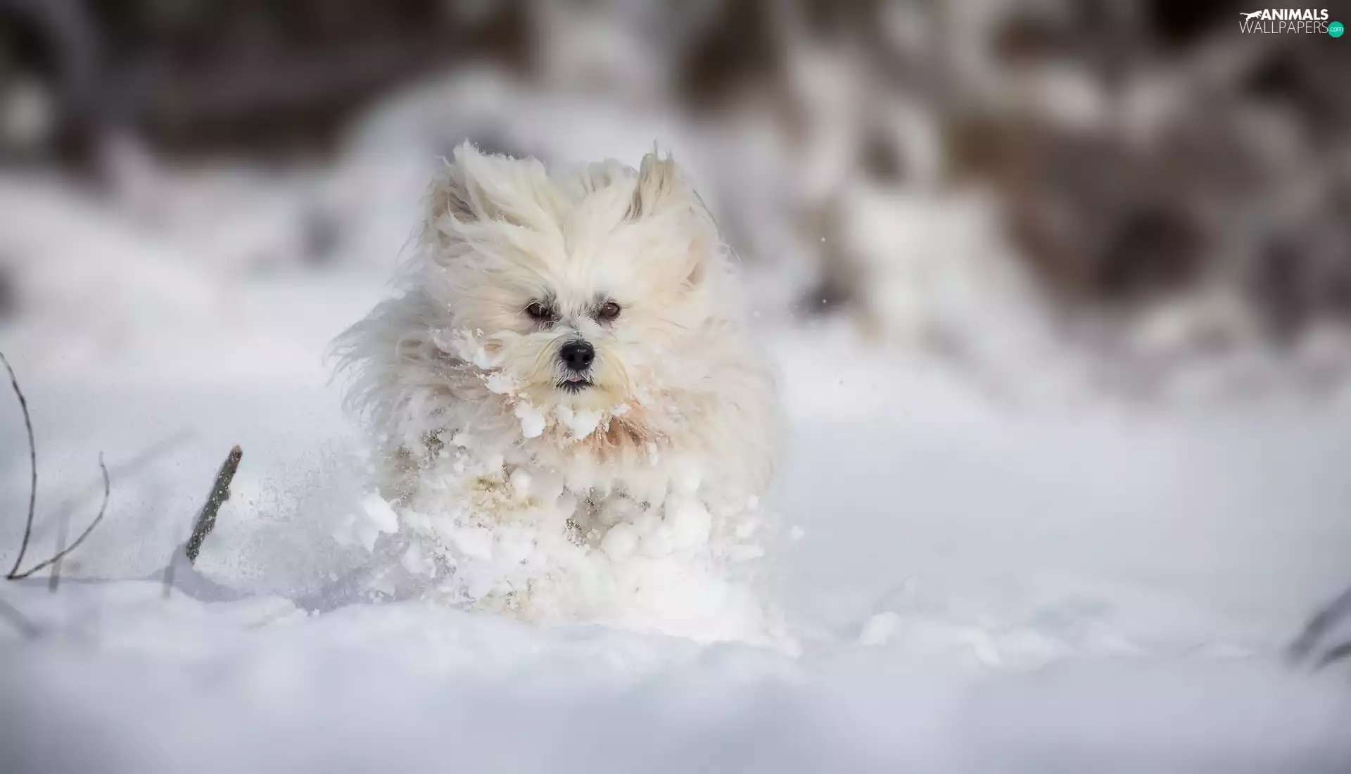 Havanese, snow