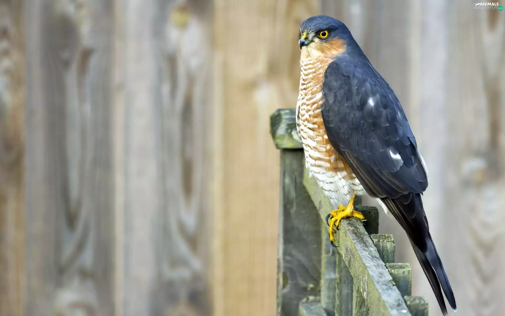 Fance, Bird, sparrow hawk